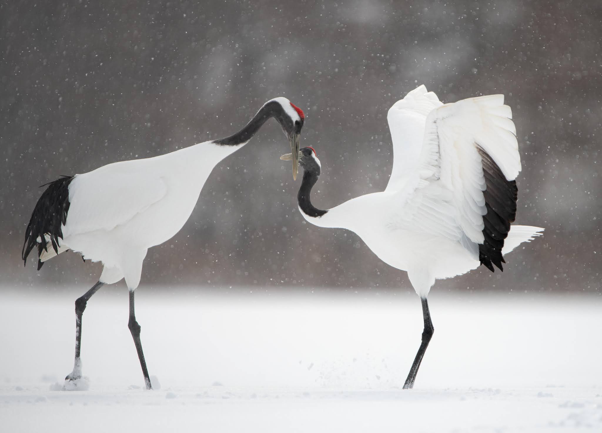Bluebirds Win First Place, but Red Crowned Cranes are more Fun