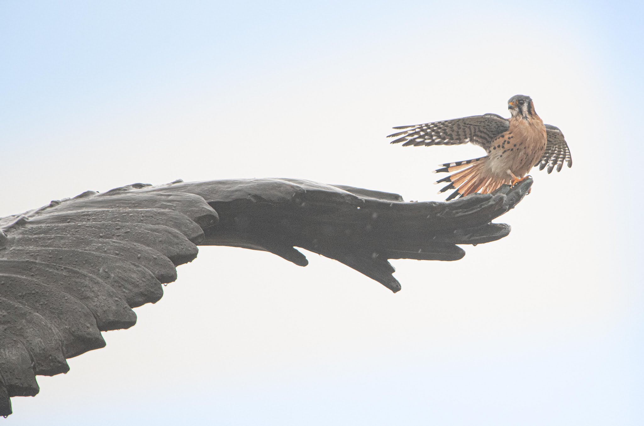 Kestrel on Eagle’s Wing