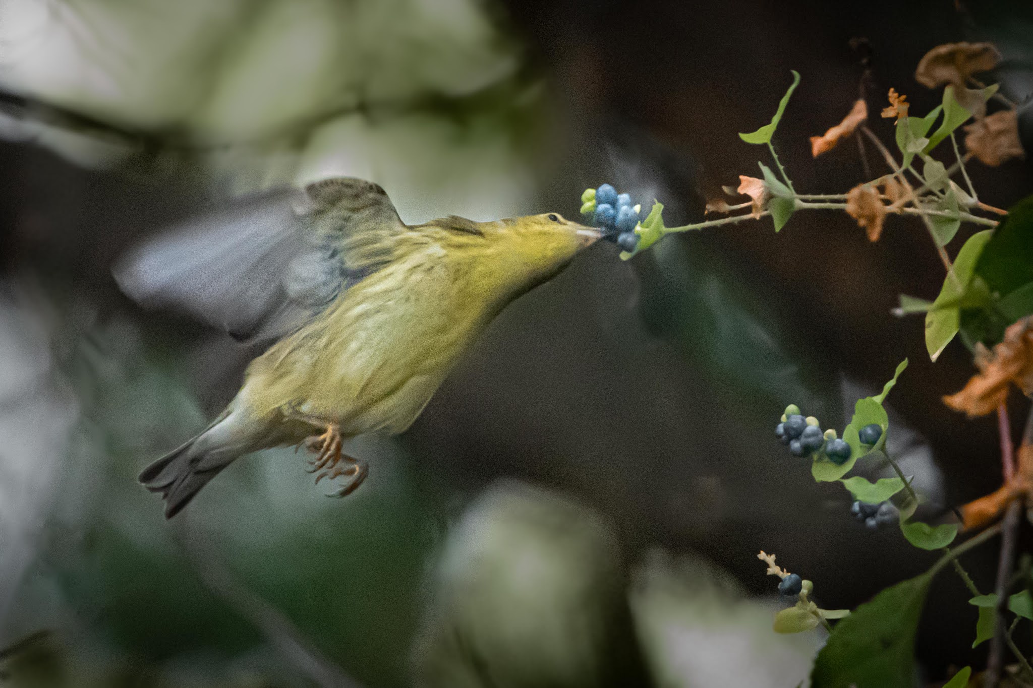 Blackpoll Warbler Grabbing the BLUE!!!!!! (Click to see the Blue)