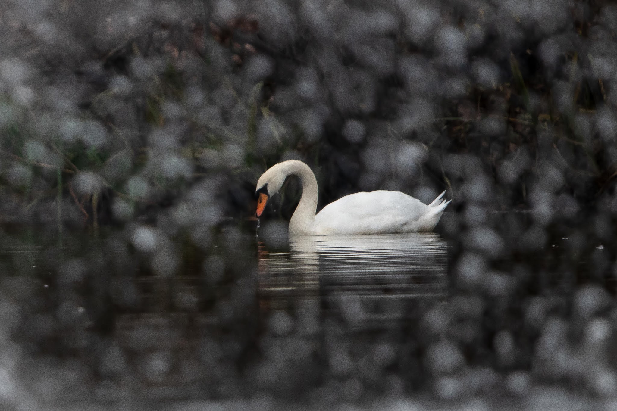 Mute Swan Through the Fountain at Eastern College Pond