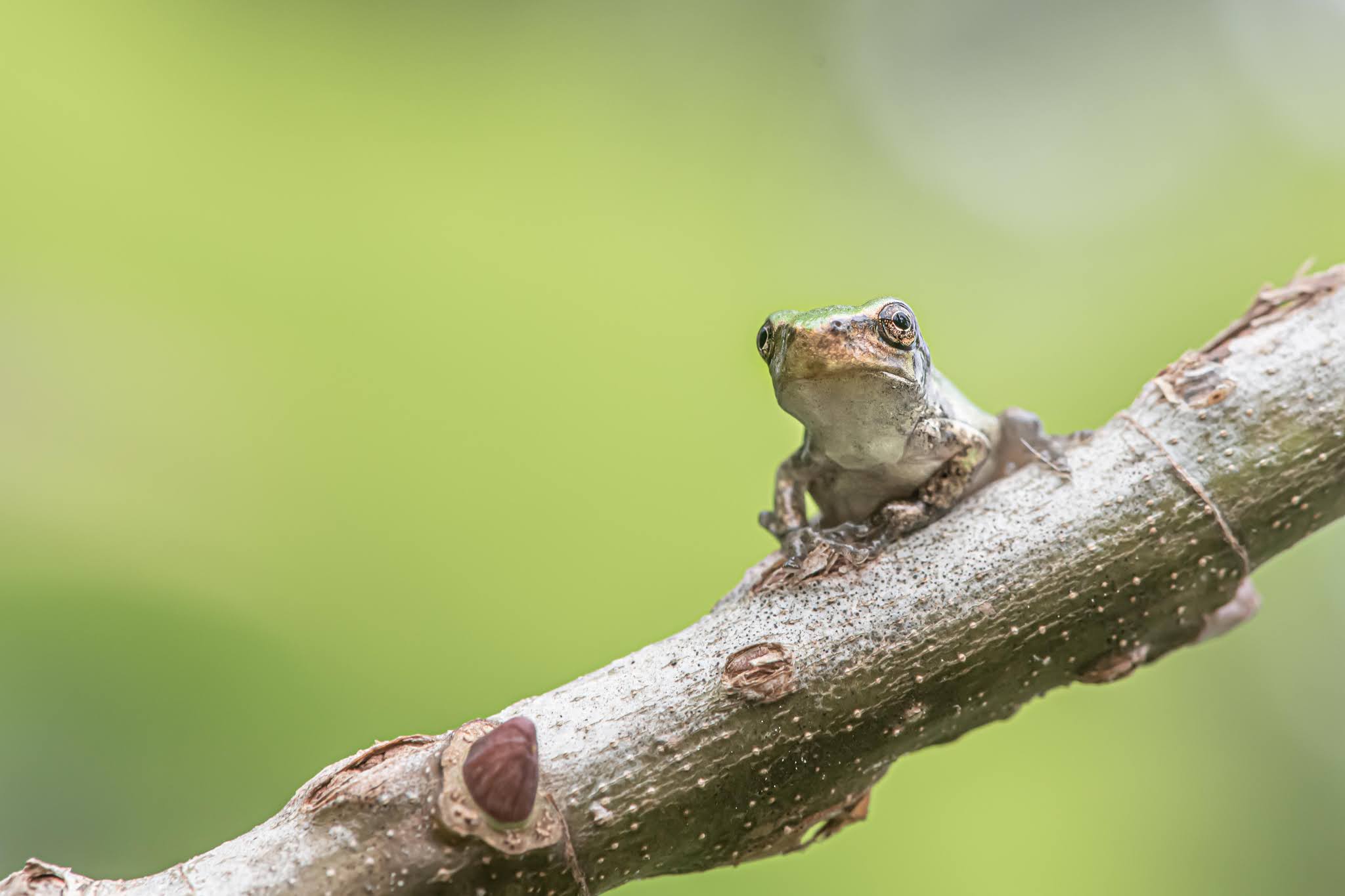 Tree Frog wins Second Place in September Betterphoto.com contest. Woot Woot!!!
