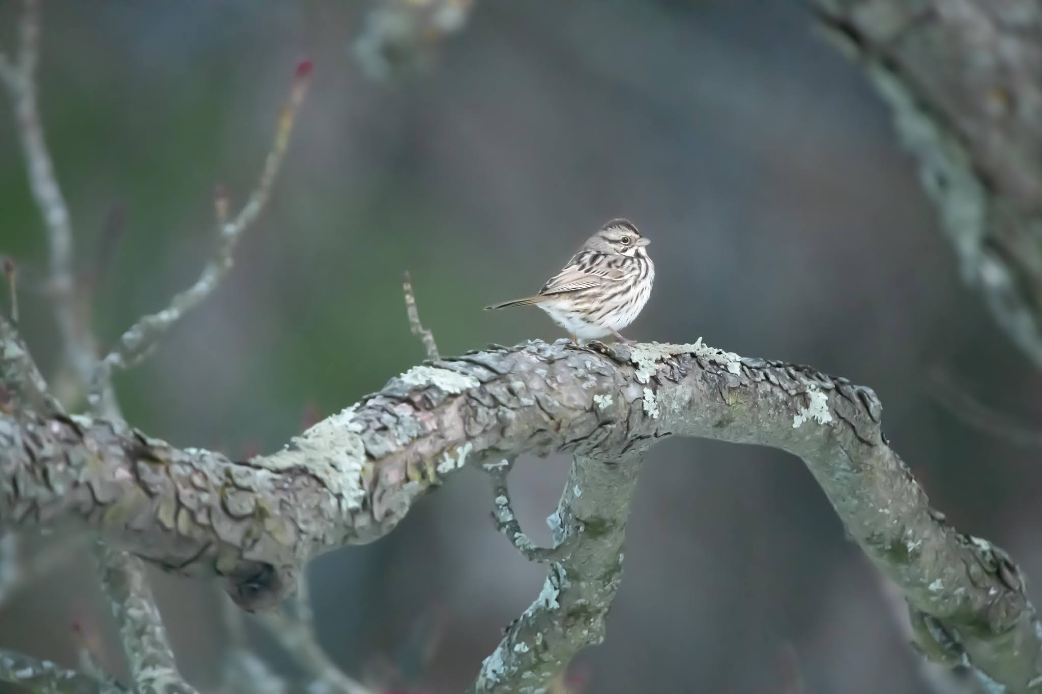 Savanah Sparrow at Dusk tonight at Eastern College Pond