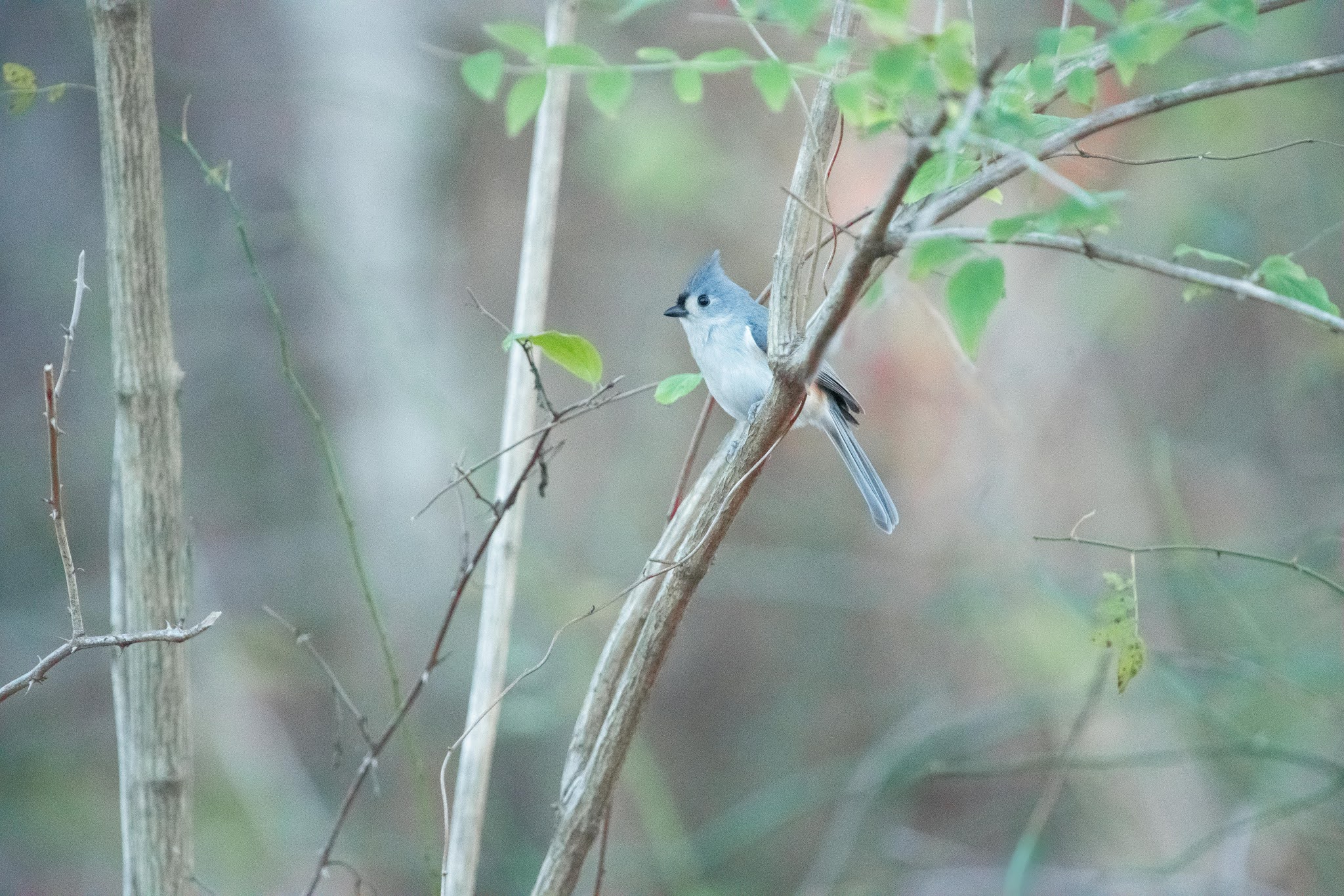 Tufted Titmouse at Dusk in Charlestown Meadows