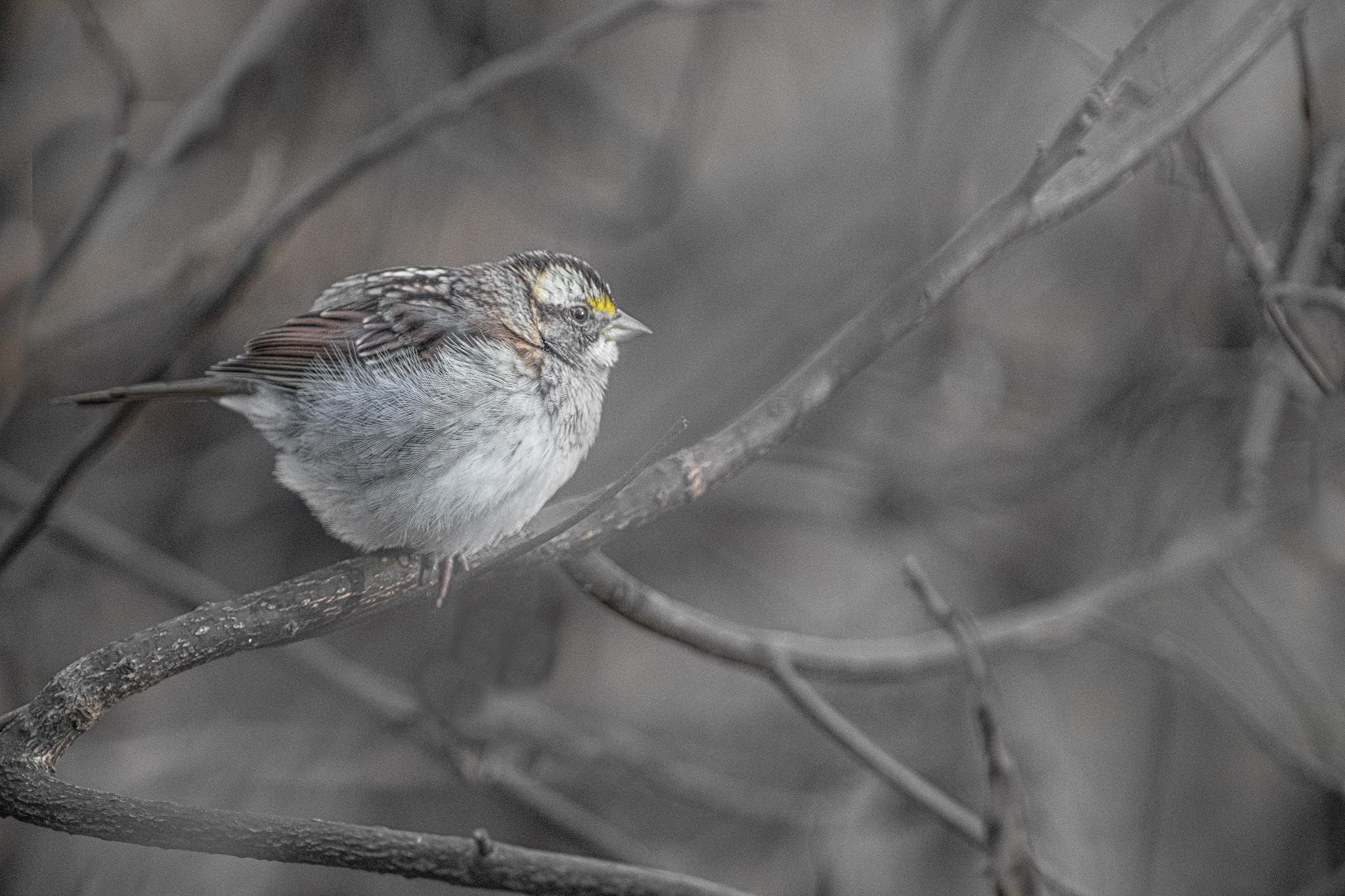 White Throated Sparrow