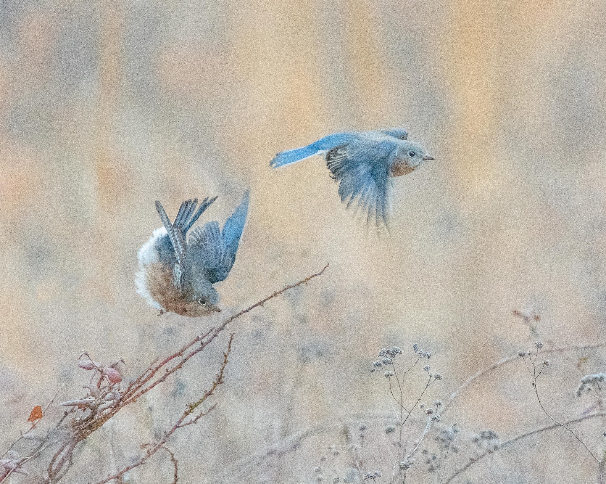 Bluebirds at Dusk