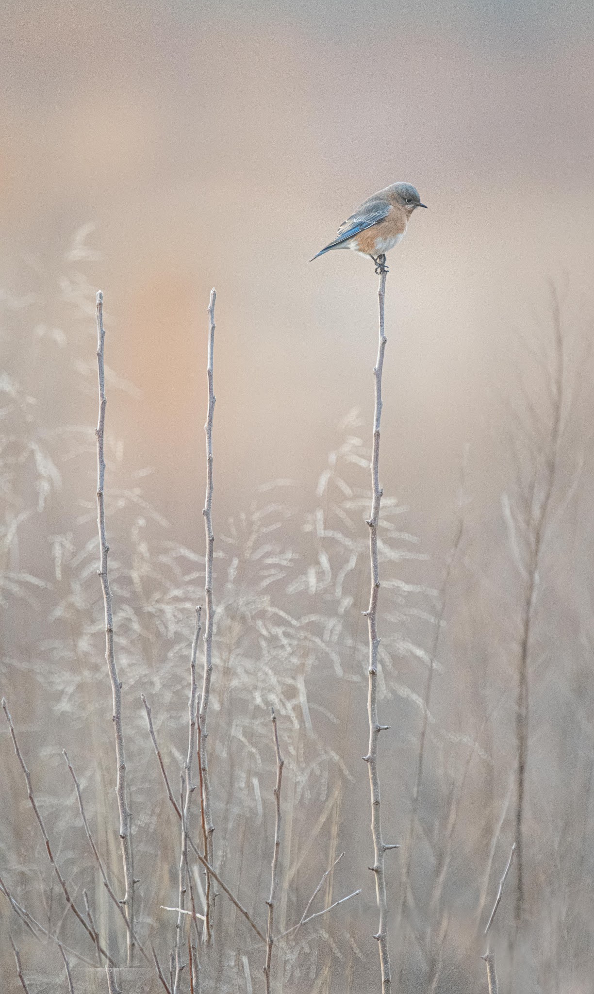Bluebird in the Field – Valley Forge