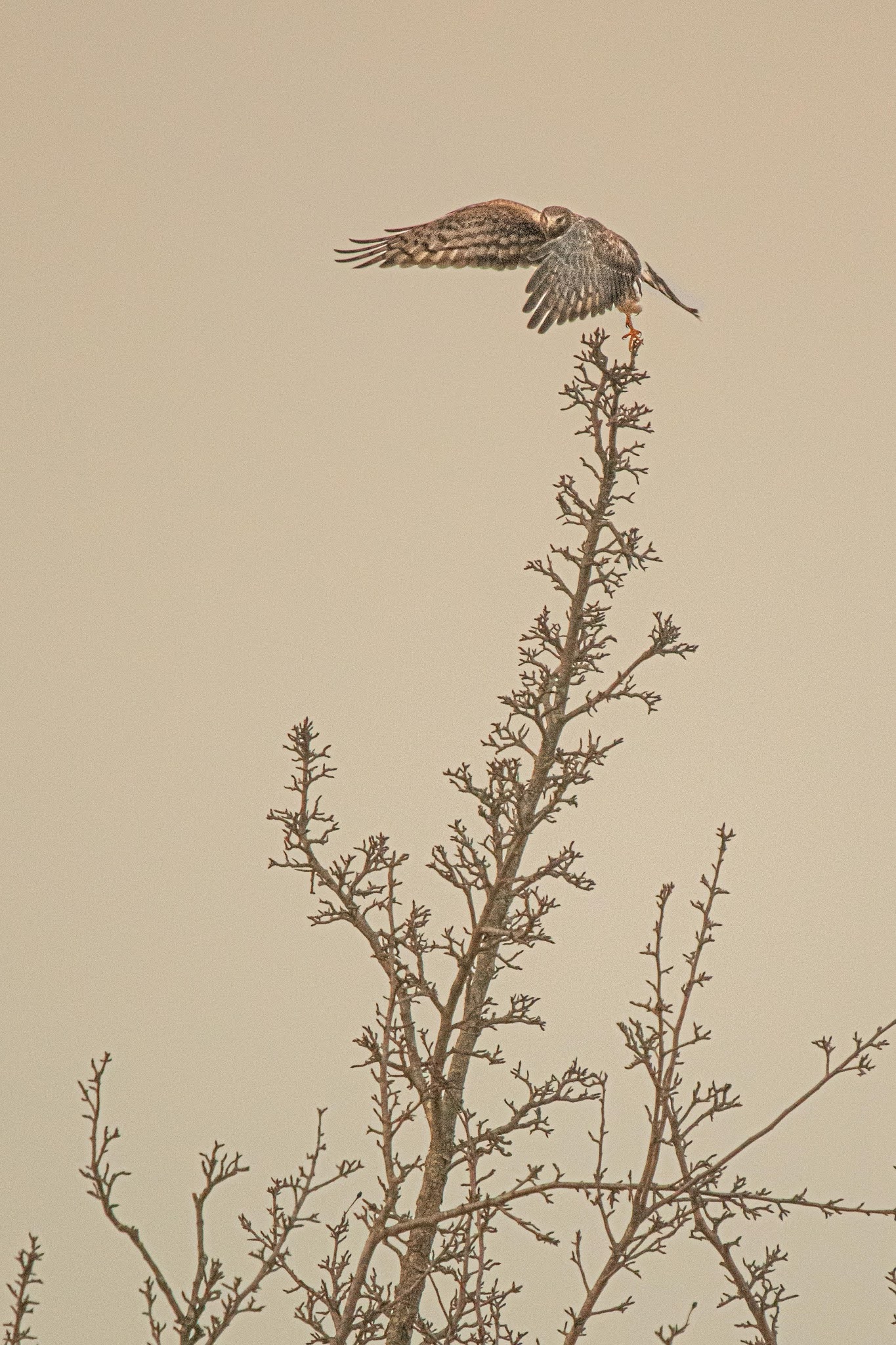 Harrier Take Off