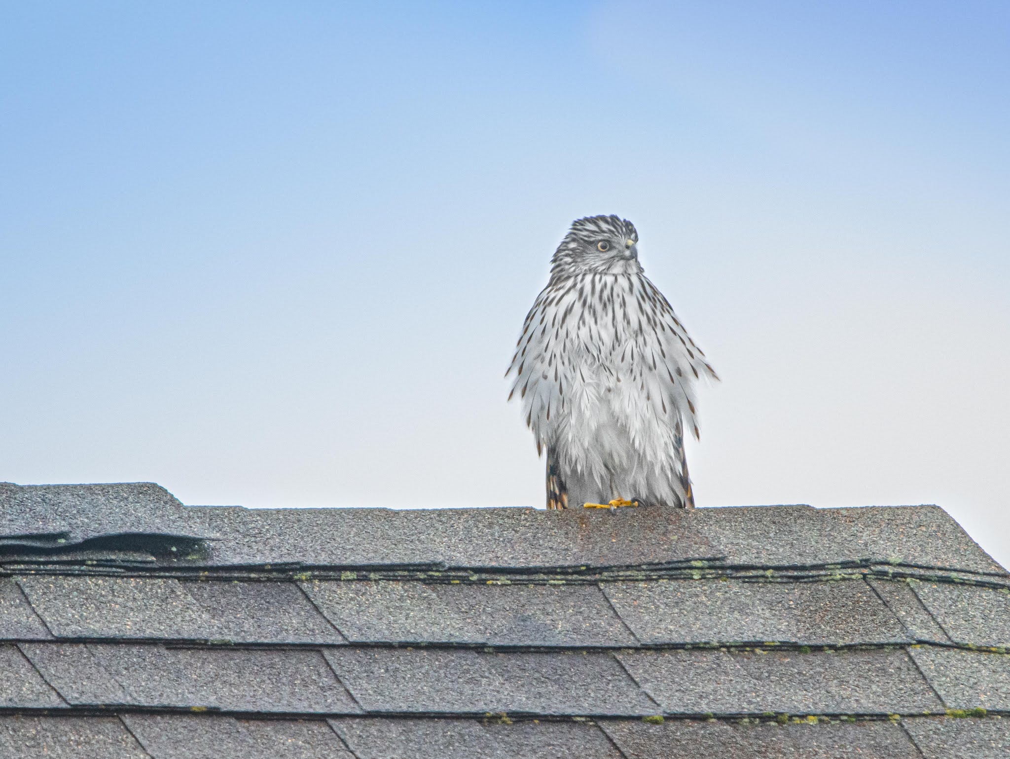 Little Wet Cooper’s hawk in Charlestown Meadows