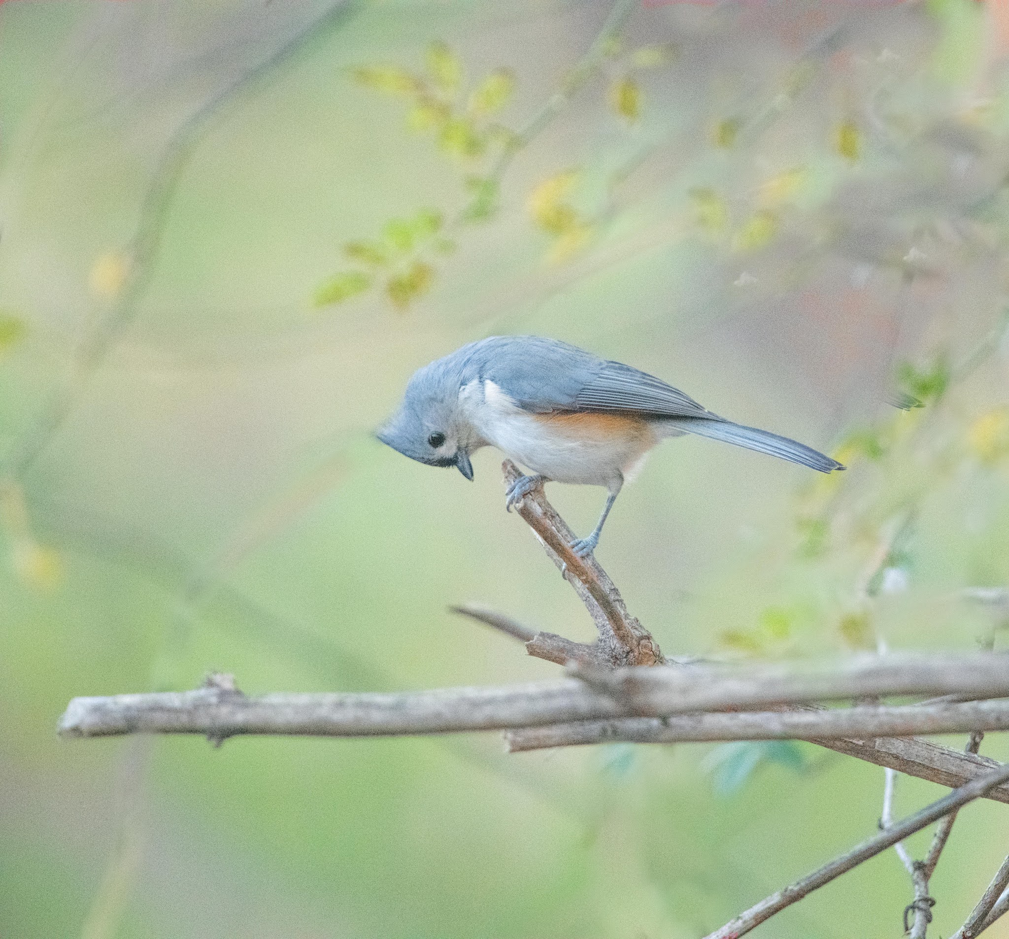 Contemplation Wins Second Place in December Betterphoto.com Contest!!!