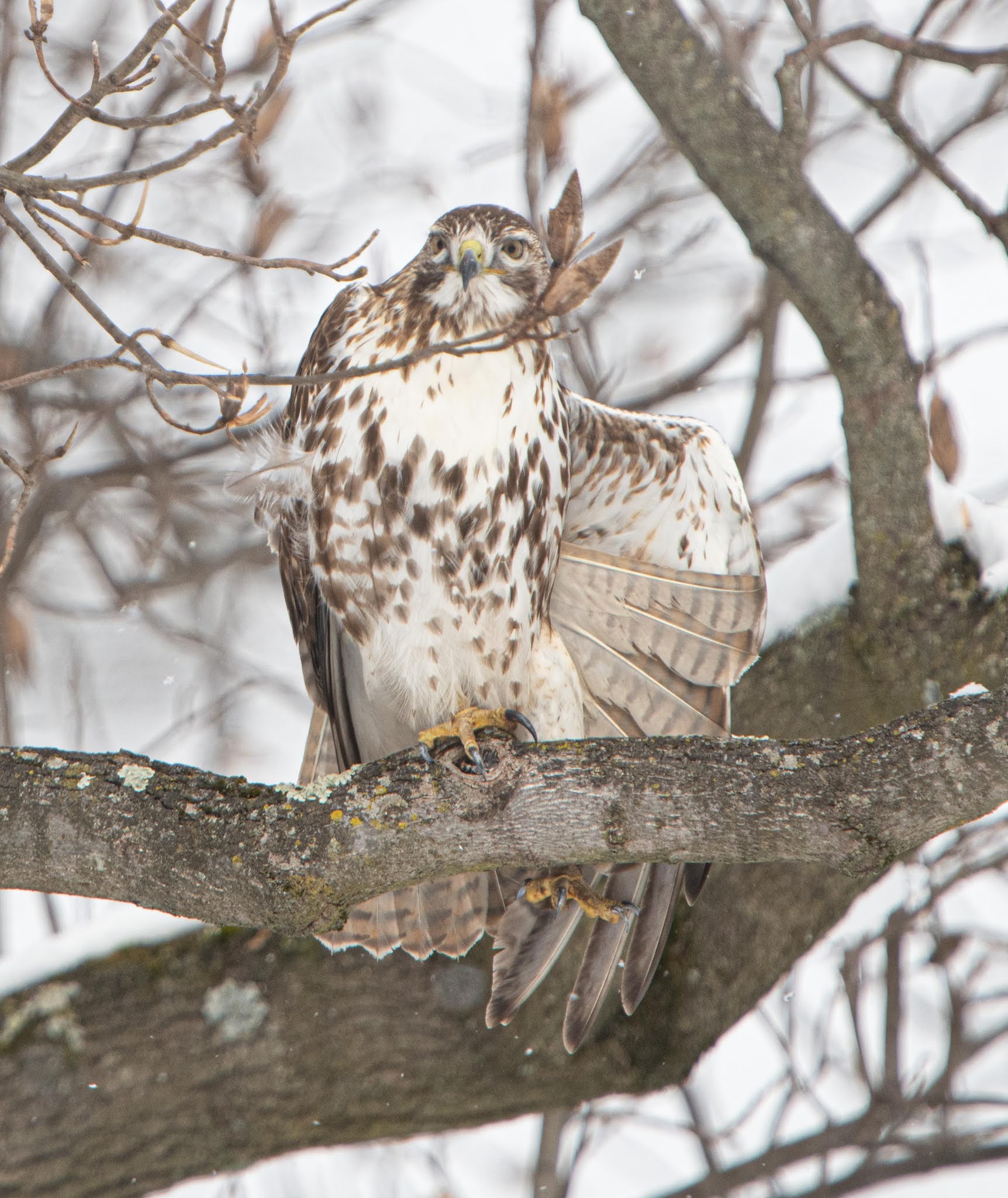 The Merlin Falcons and Friends