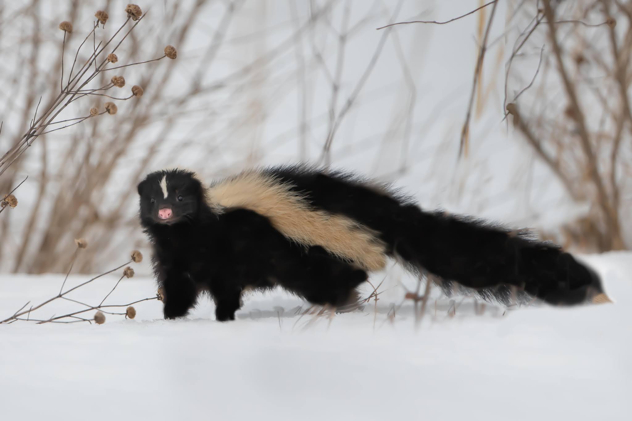 After a few days of Honeymooning I went back to Valley Forge and Look who greeted me!!!