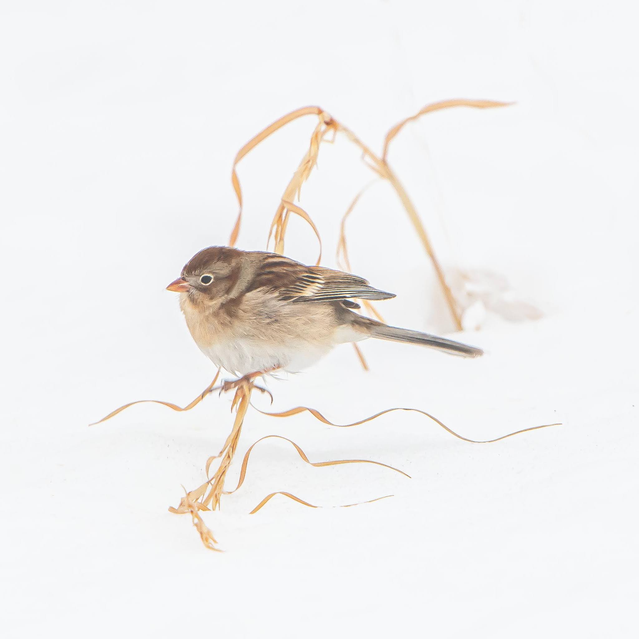 Little Junko and Sparrow in the Snow – Valley Forge National Park