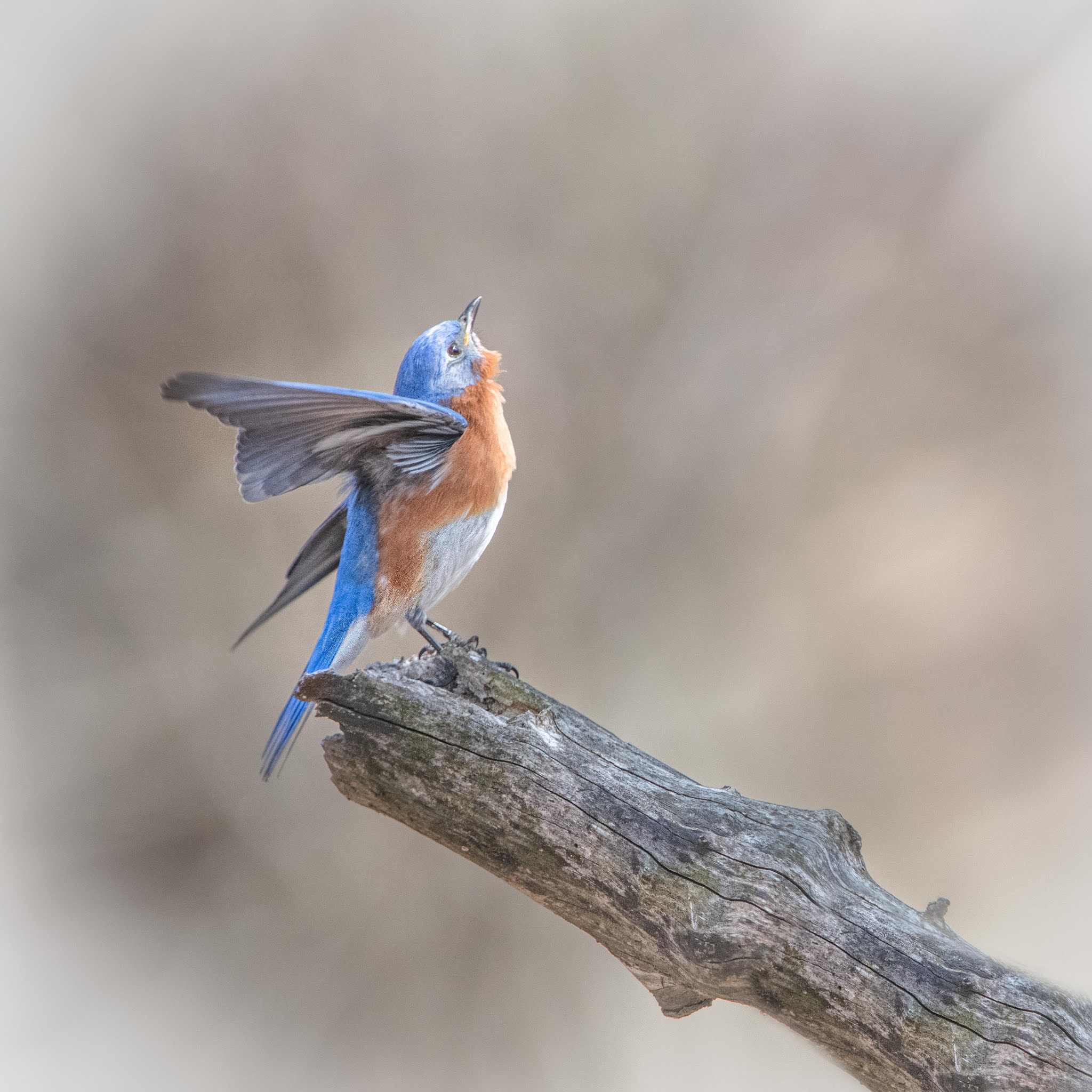 “Praise the Lord on High”