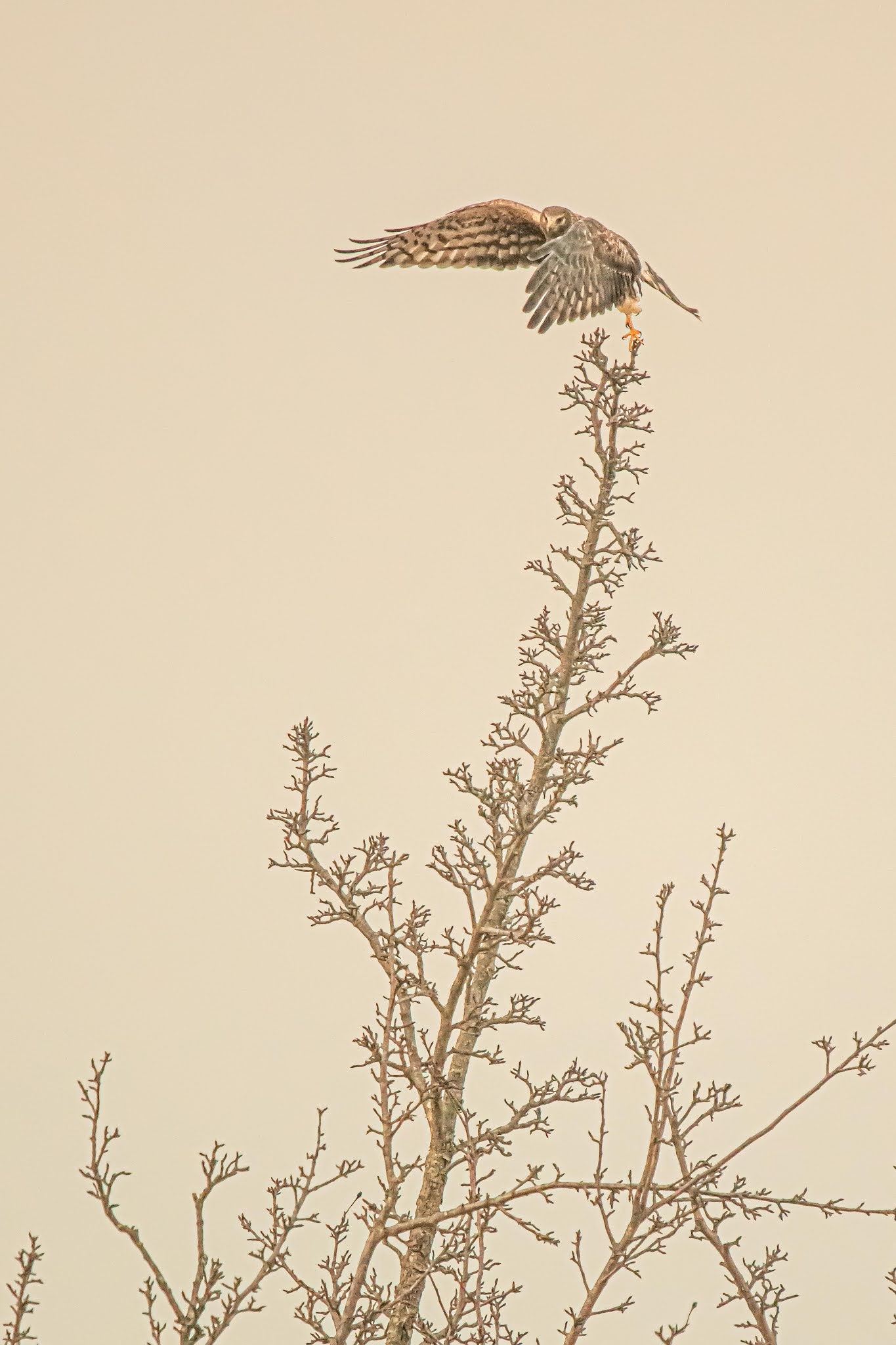 “Harrier Take Off” Wins Second Place in Betterphoto.com Contest – Woot Woot!!