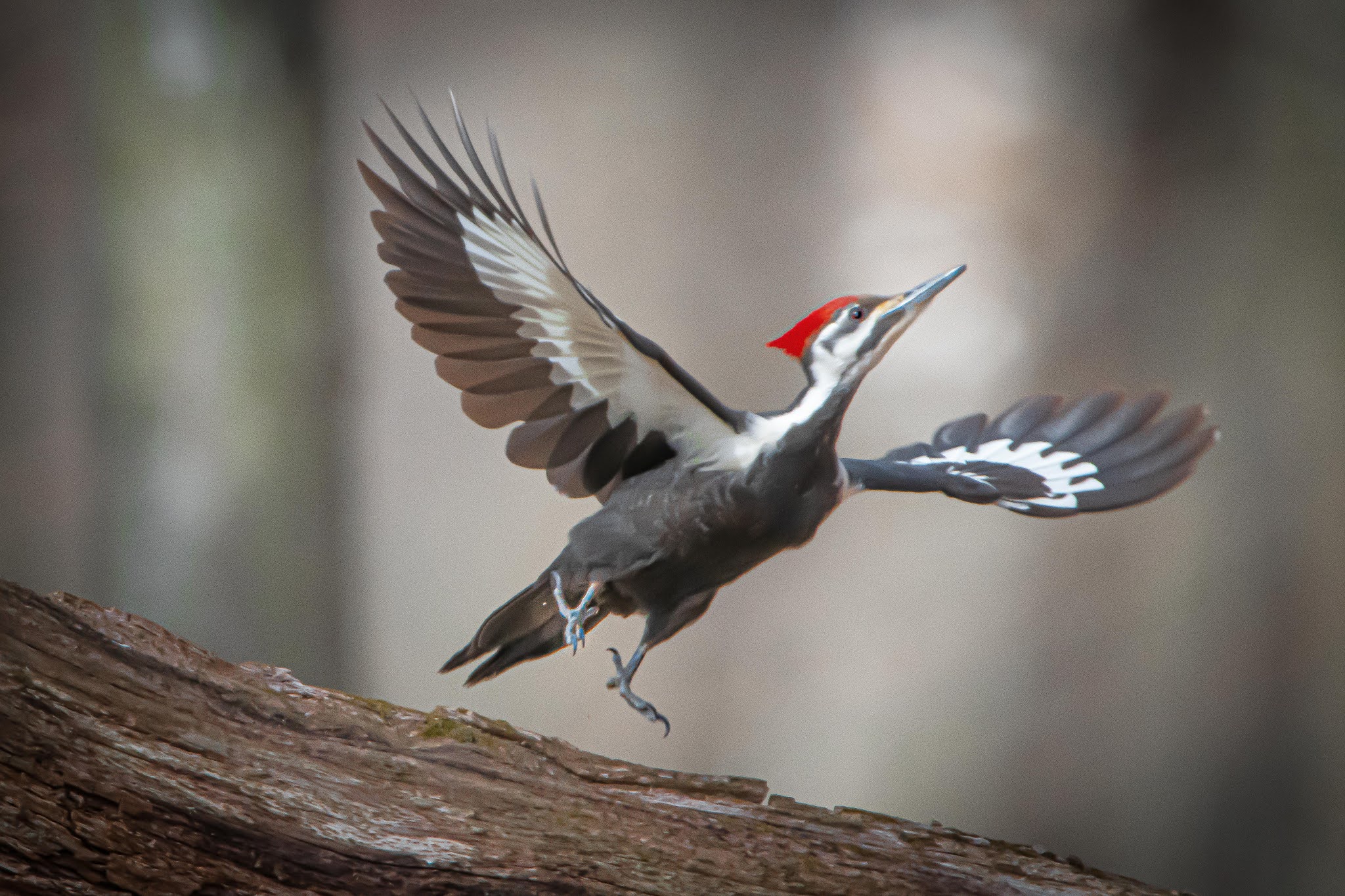 Pileated Take-Off – Valley Forge