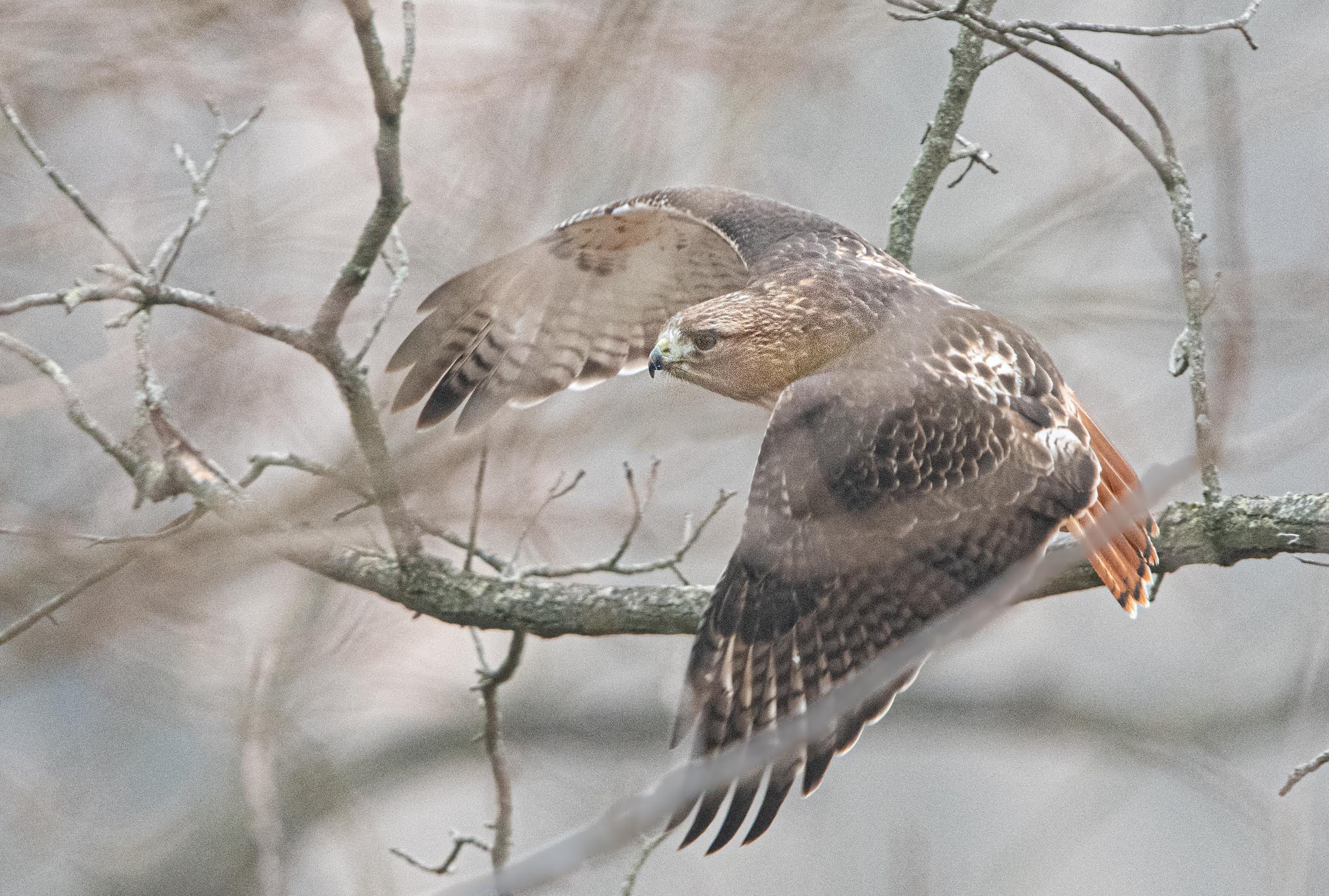 Red Tails in Valley Forge and Charlestown Meadows TODAY!