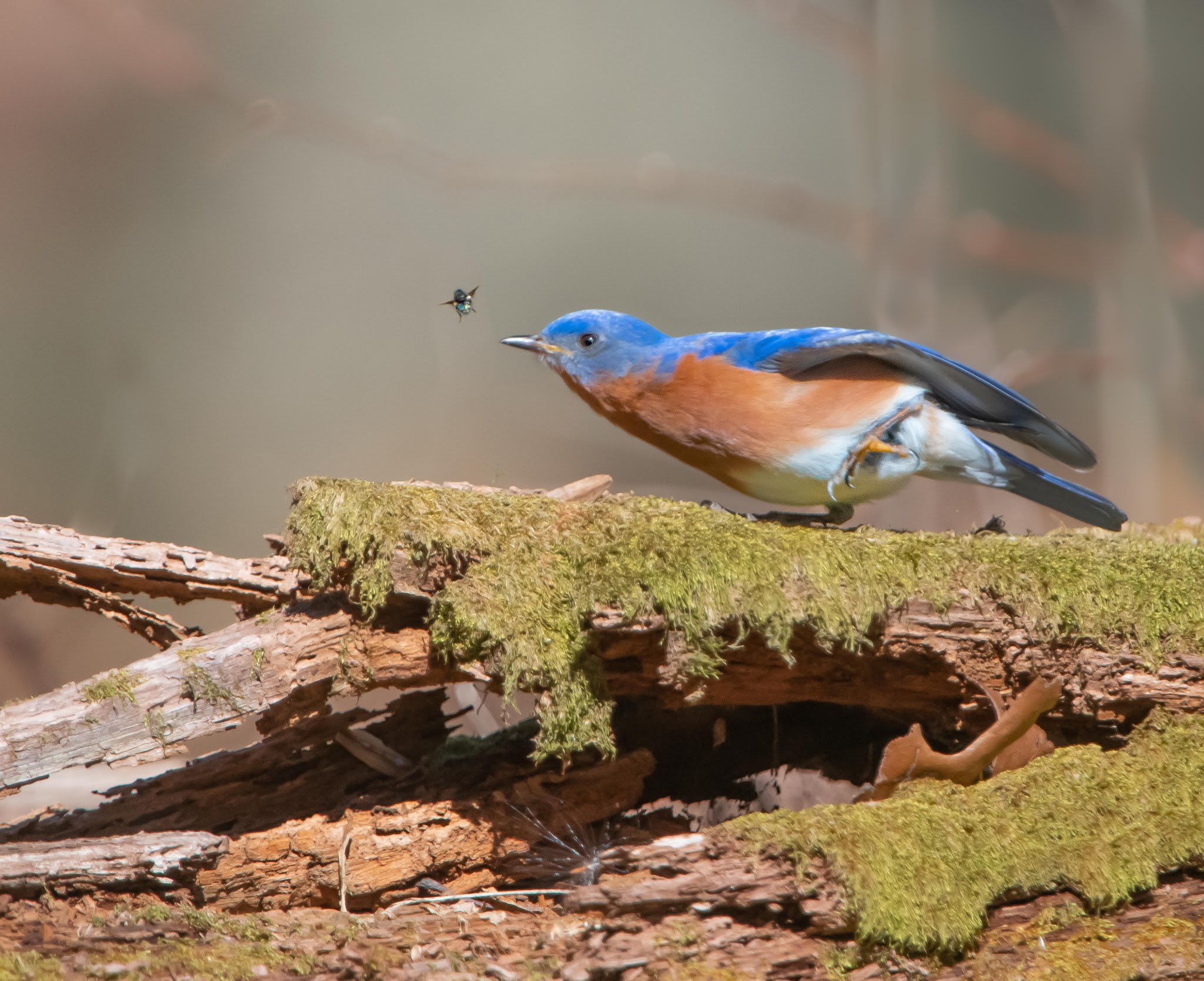 Bluebird and the Fly – Spring has Sprung!!