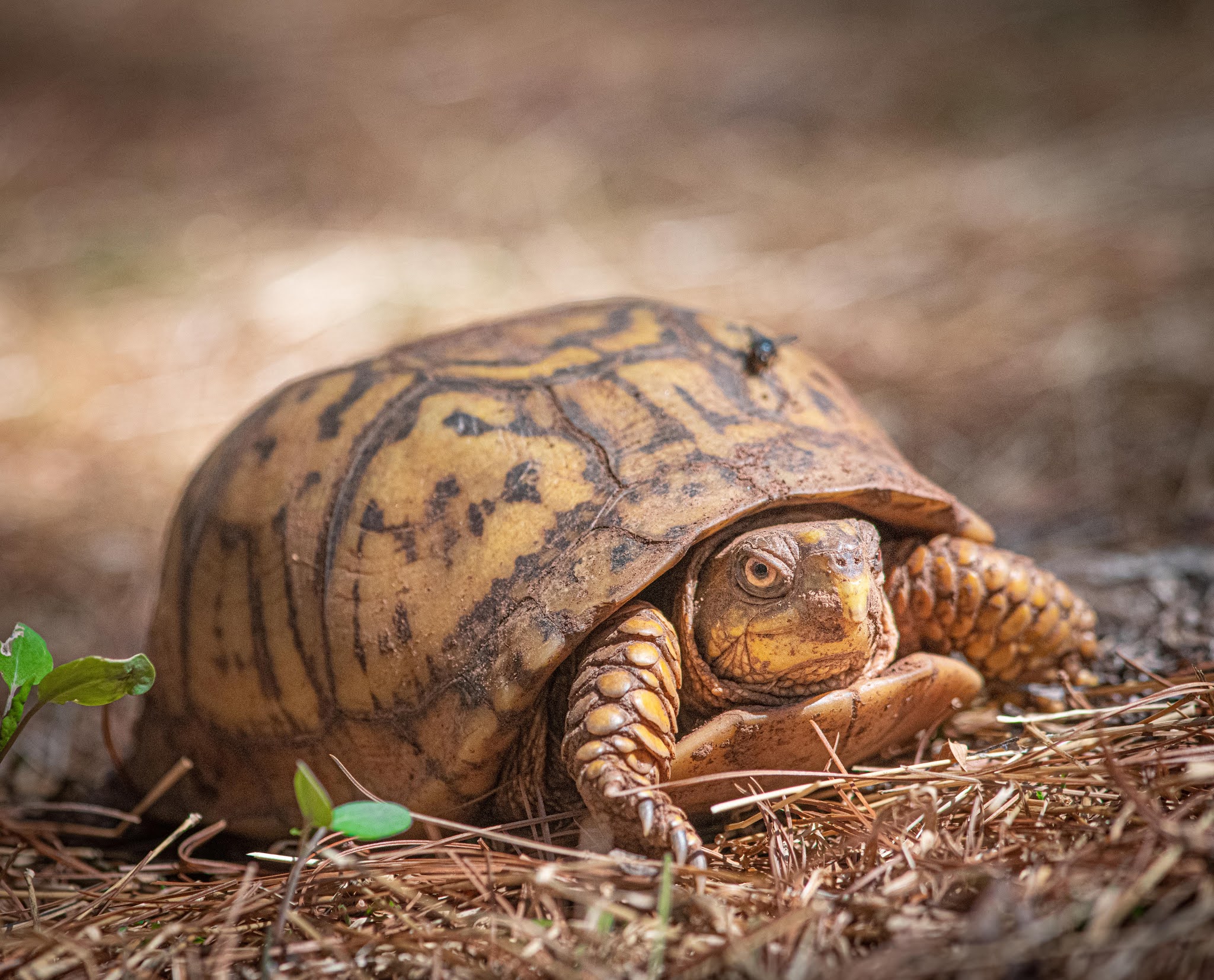 Box Turtle in the Woods Today