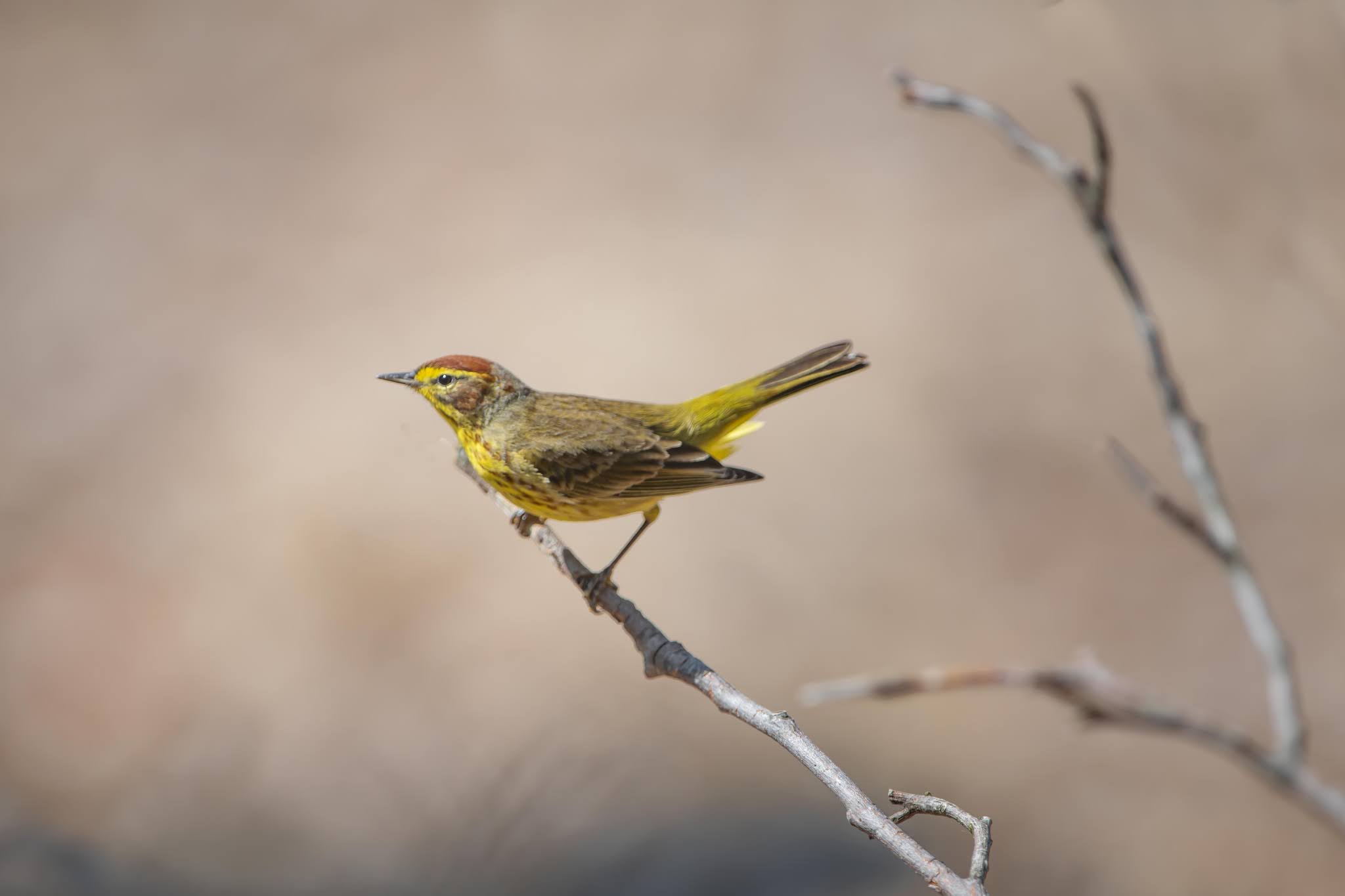 The Warblers are Back in Valley Forge!!!