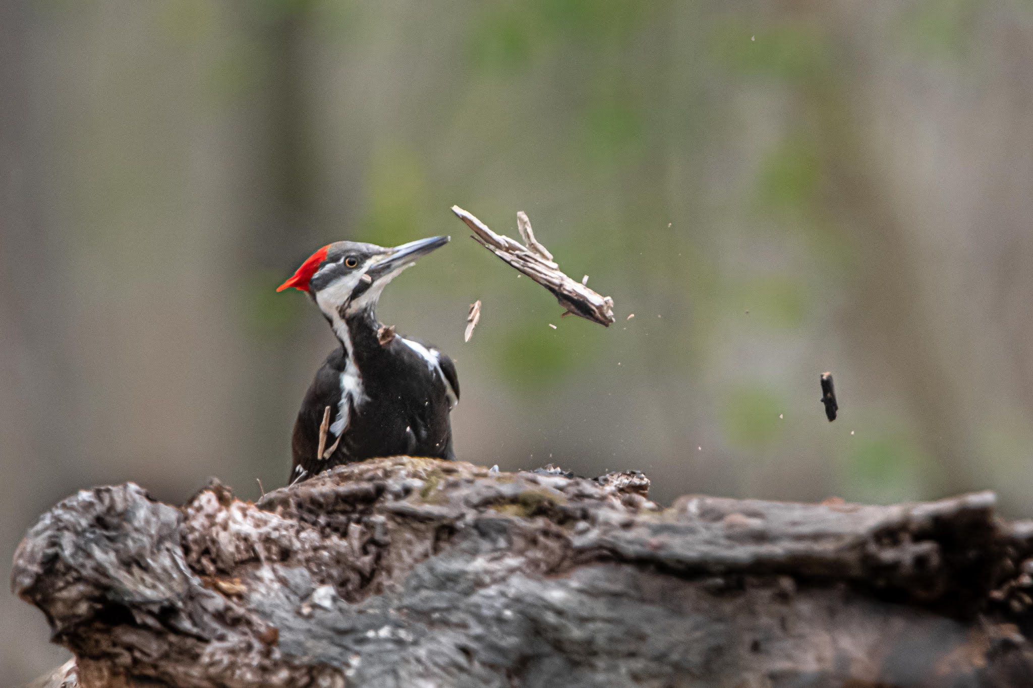 Pileated Doing What Pileateds Do!! (Click for Full Effect)
