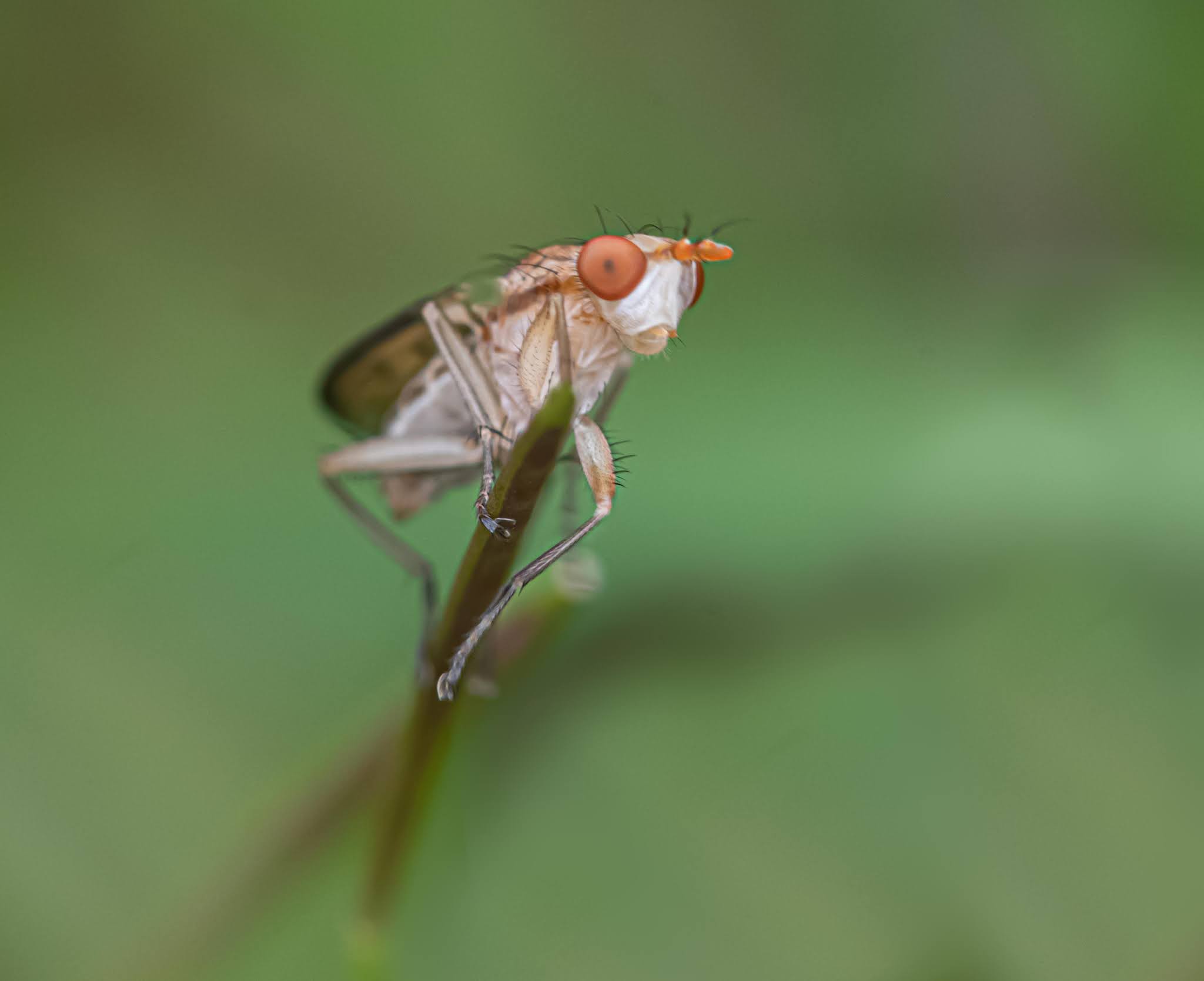 The Marvelous Marsh Fly and His Smiley Face