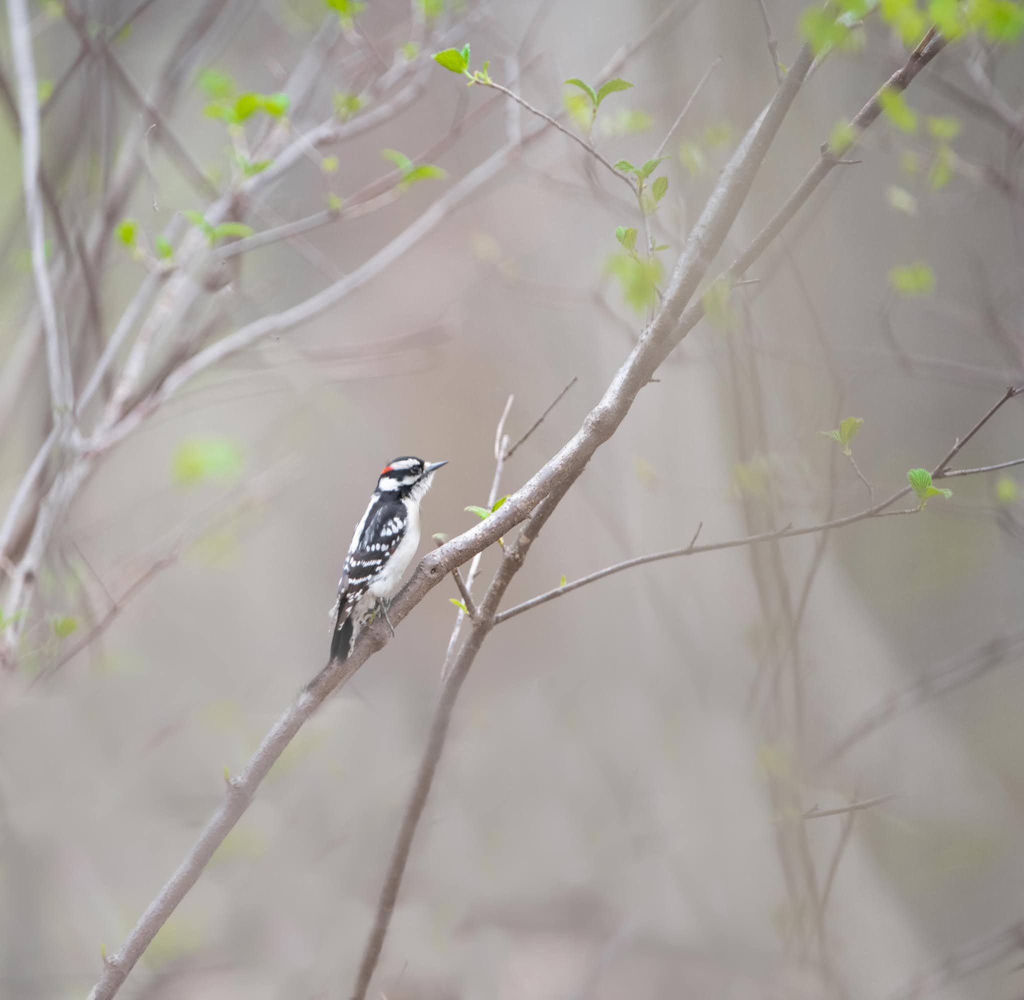 The Downey Woodpecker today in Charlestown Meadows