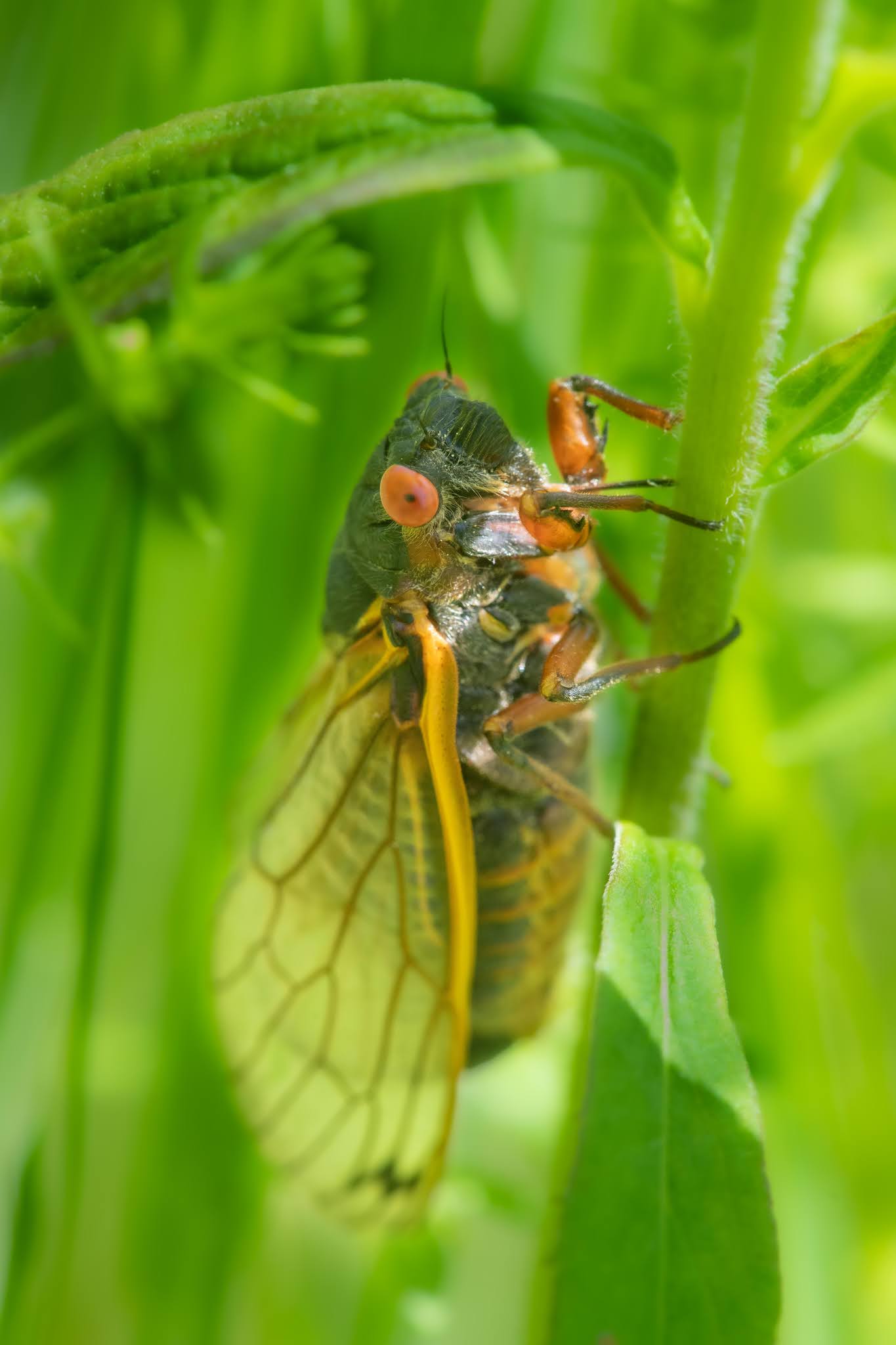 First Sighting of the 17 Year Cicada!!