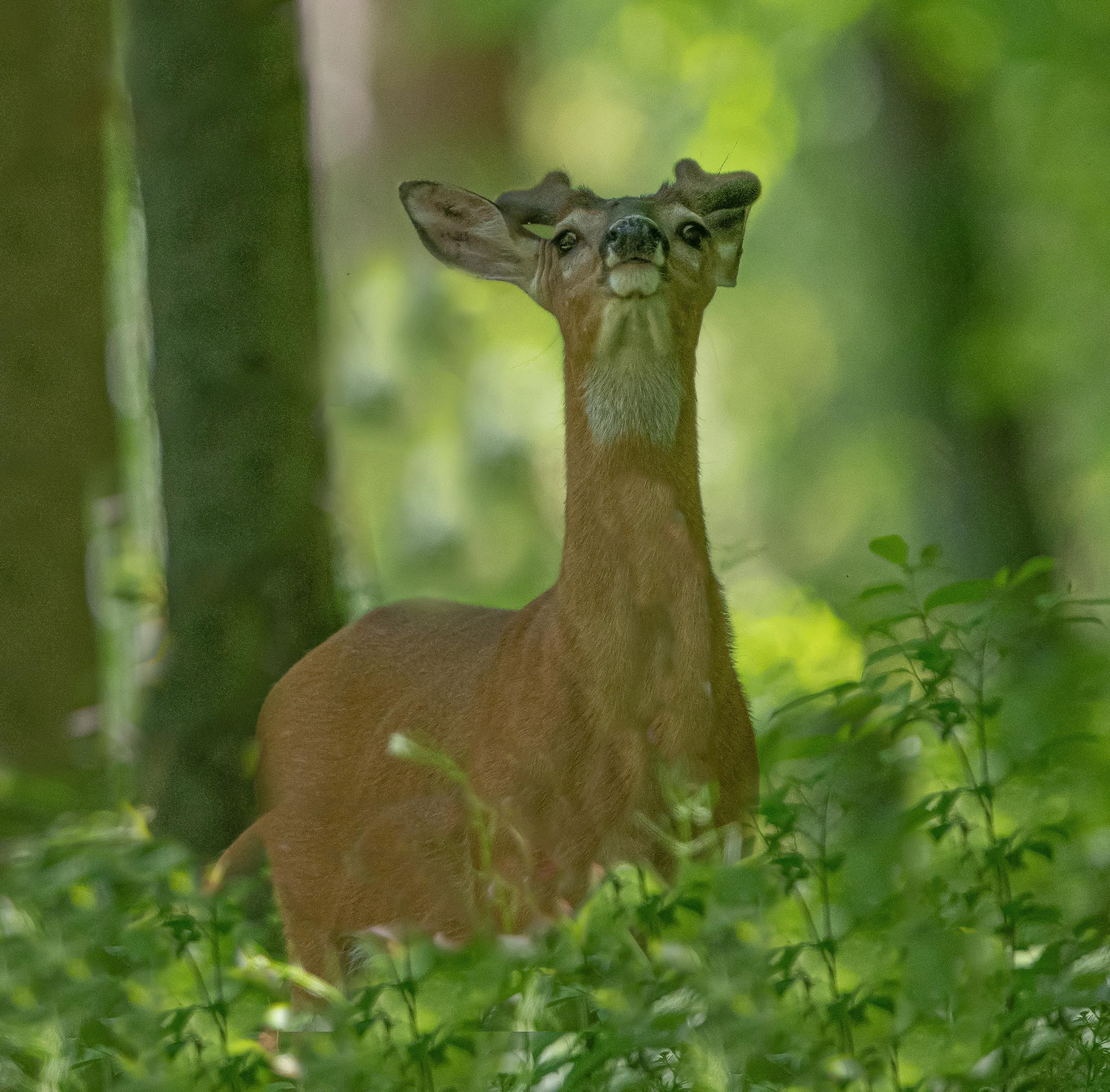 Handsome Boys in the Woods – Valley Forge