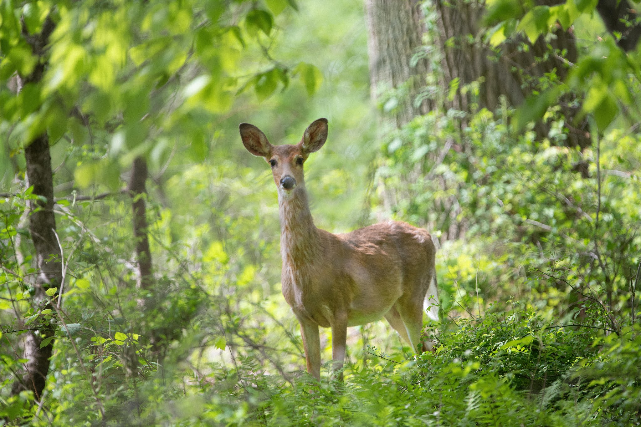 Beauty in the Woods – This Morning in Charlestown Meadows