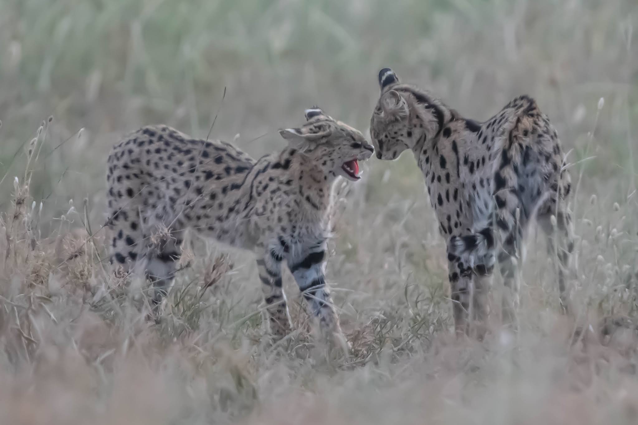 Three Finalists this Month!!!