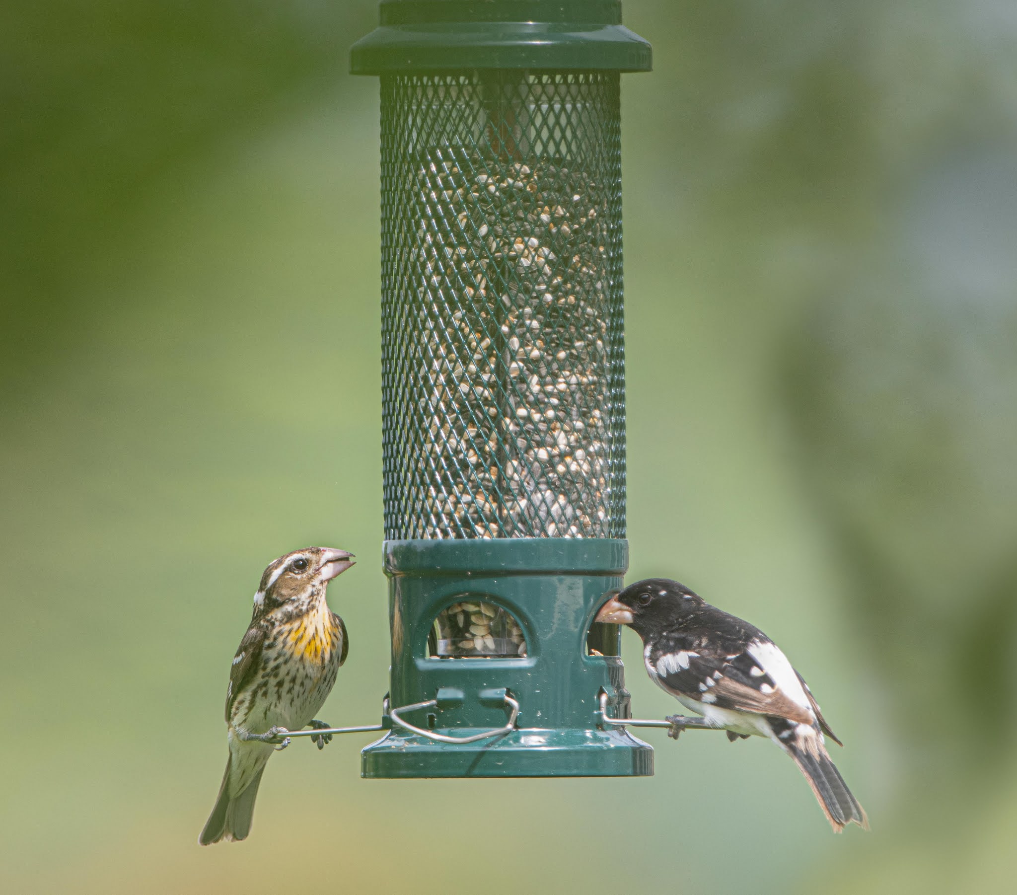 Mr. and Mrs. Grosbeak at the Feeder