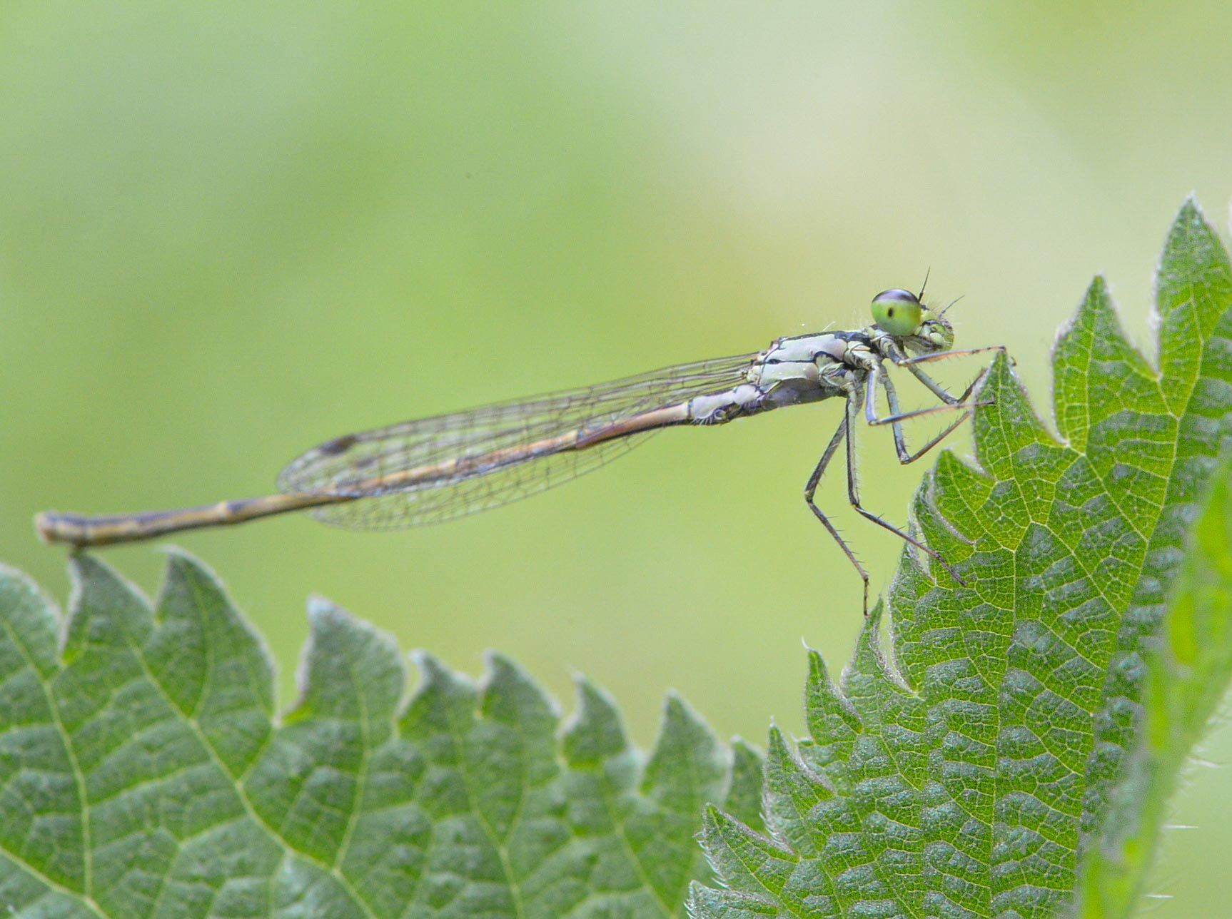 Dragonflies and Damselflies