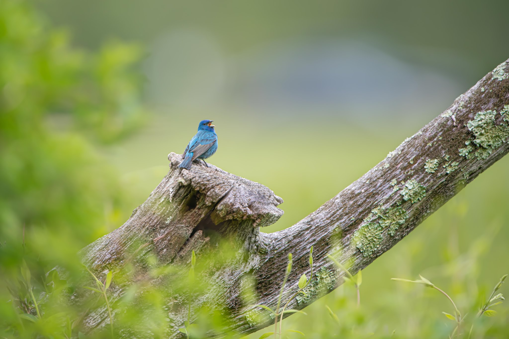The Indigo Bunting Today in Valley Forge