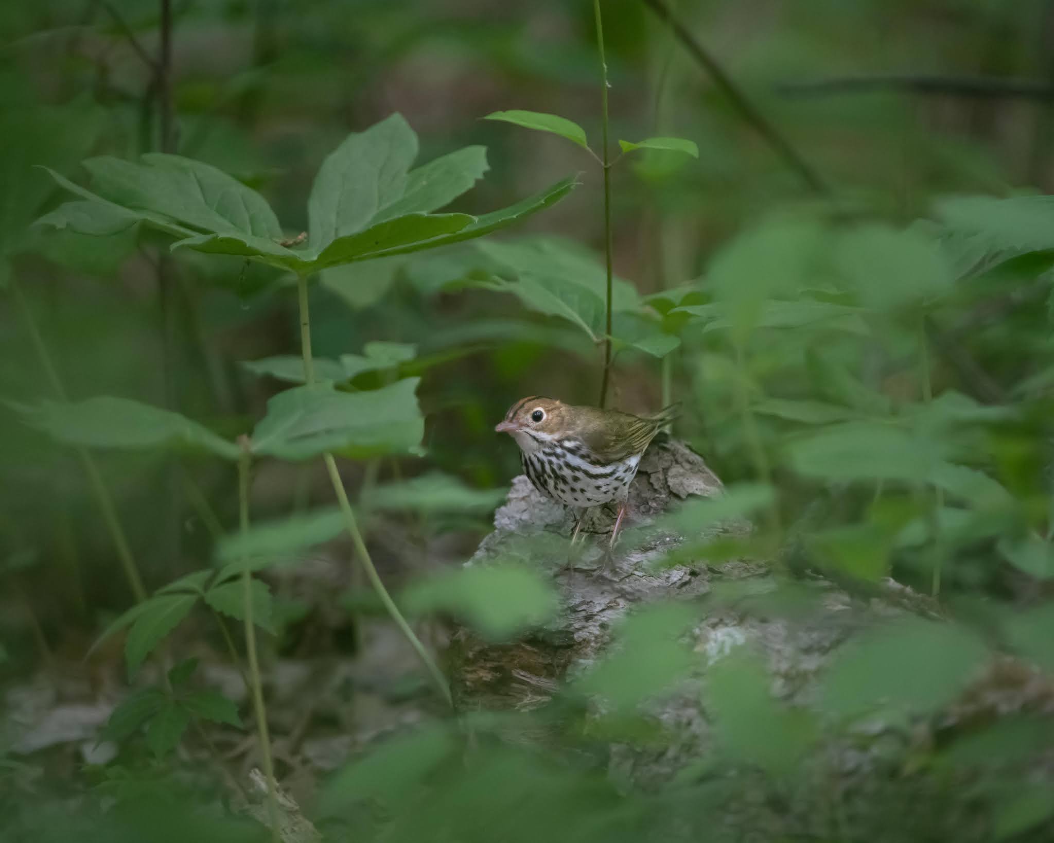 The Oven Bird is Back