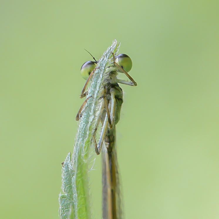 The Shy Damselfly – Today in Valley Forge