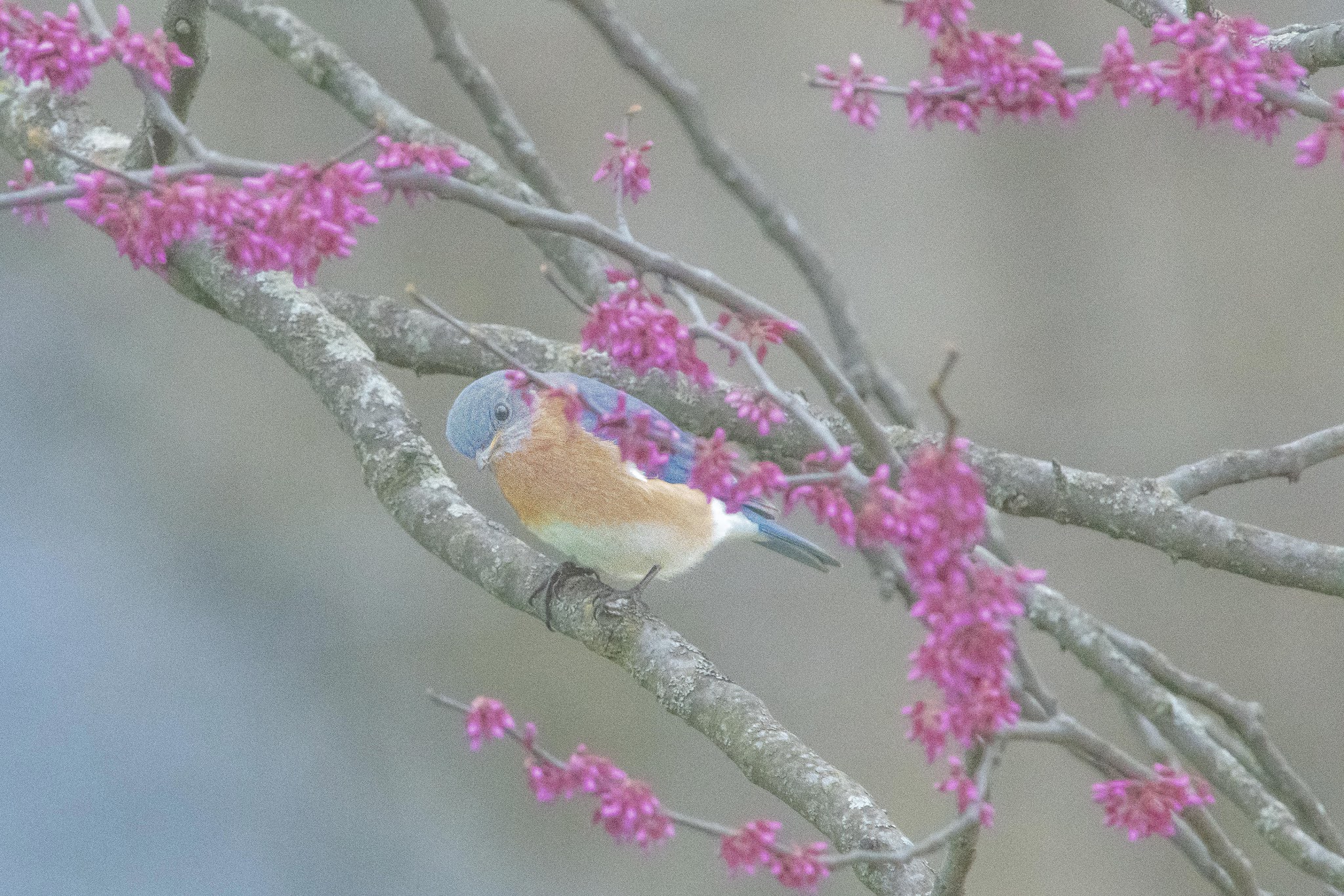 Bluebird and the Blossoms Wins 2nd Place in Betterphoto.com April Contest!!