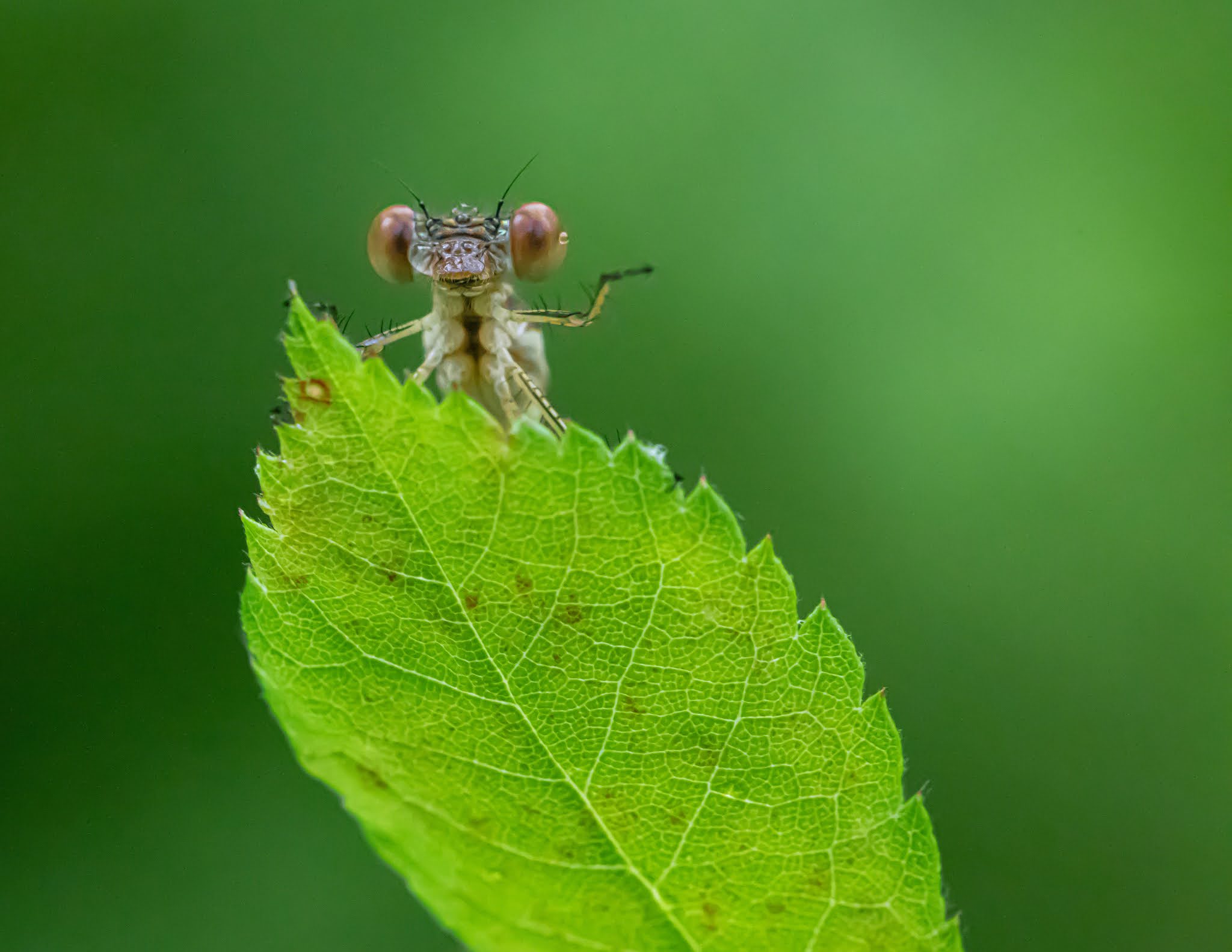 “Hello From Valley Forge” Wins First Place!!!