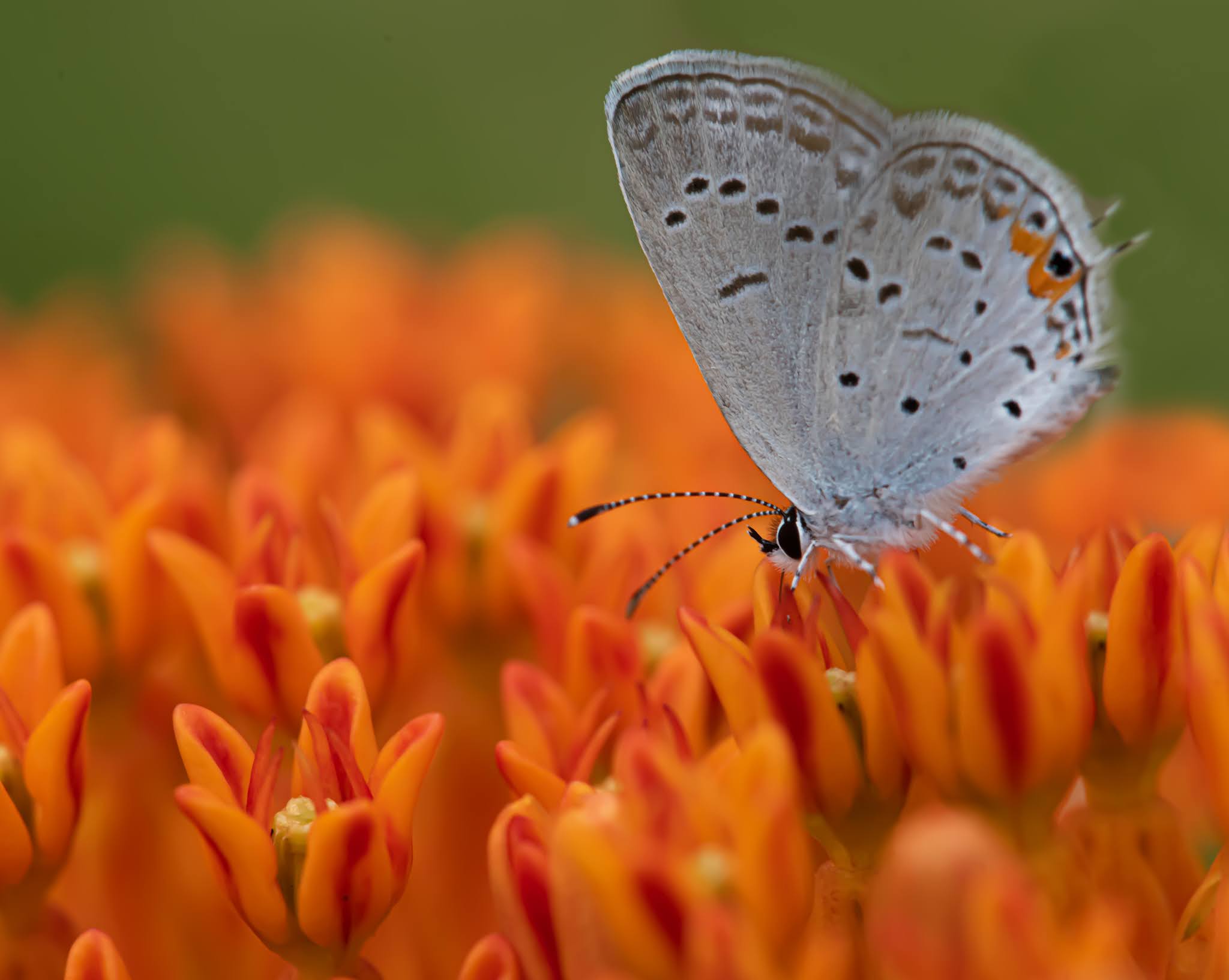 Little Blue on Orange Milkweed – Valley Forge