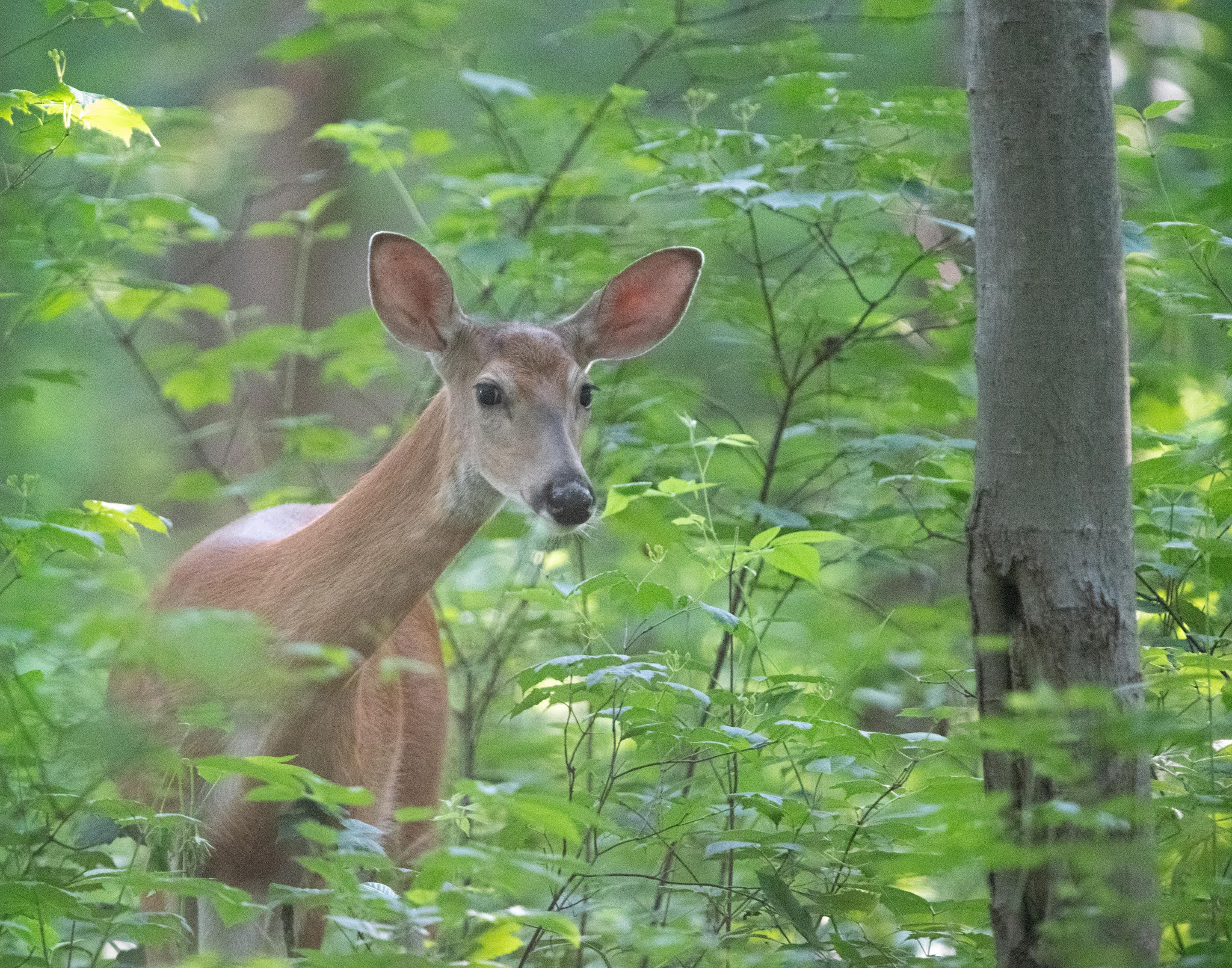 Sweetie in the Woods this Morning – Charlestown Meadows