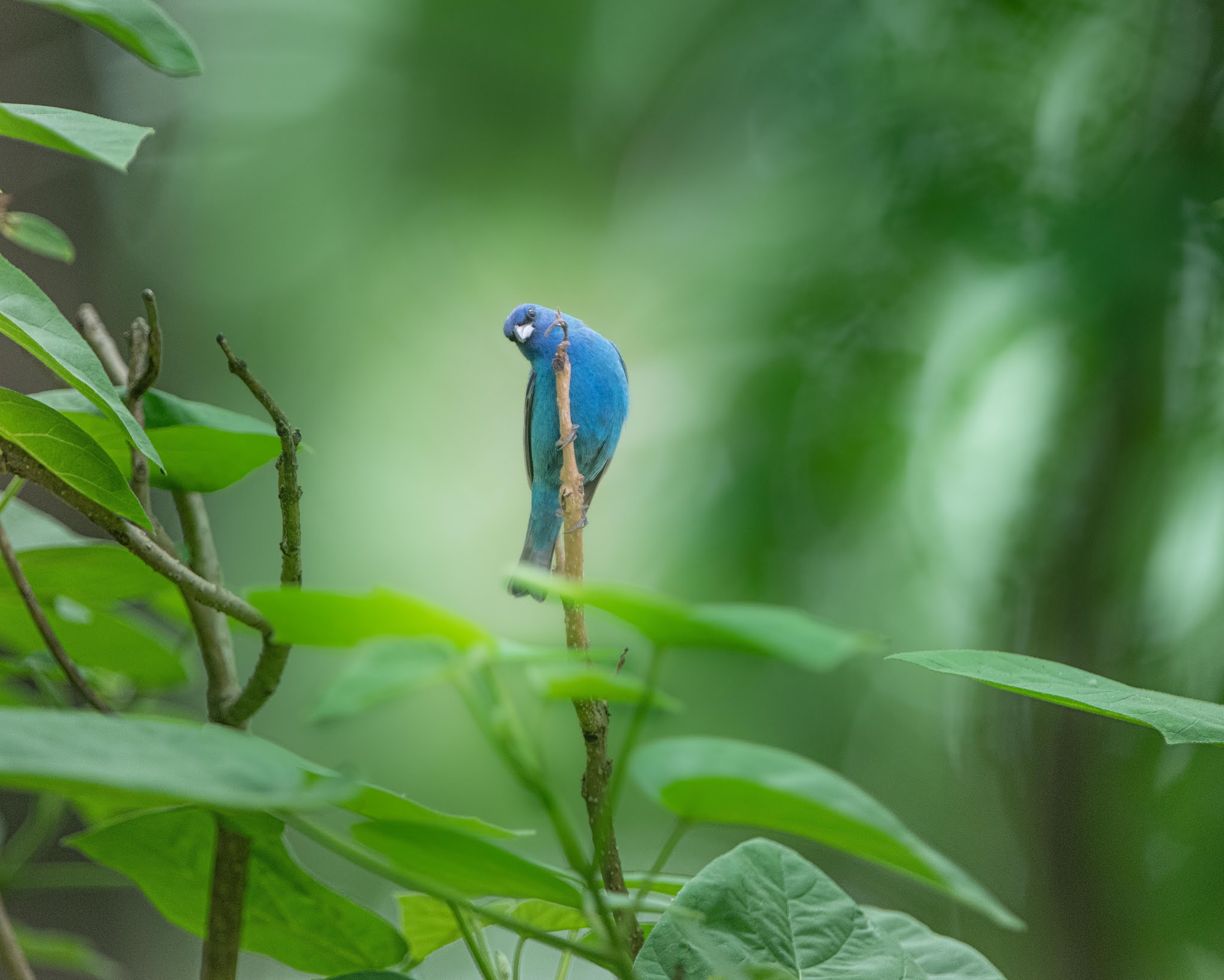 Talking to the Indigo Bunting