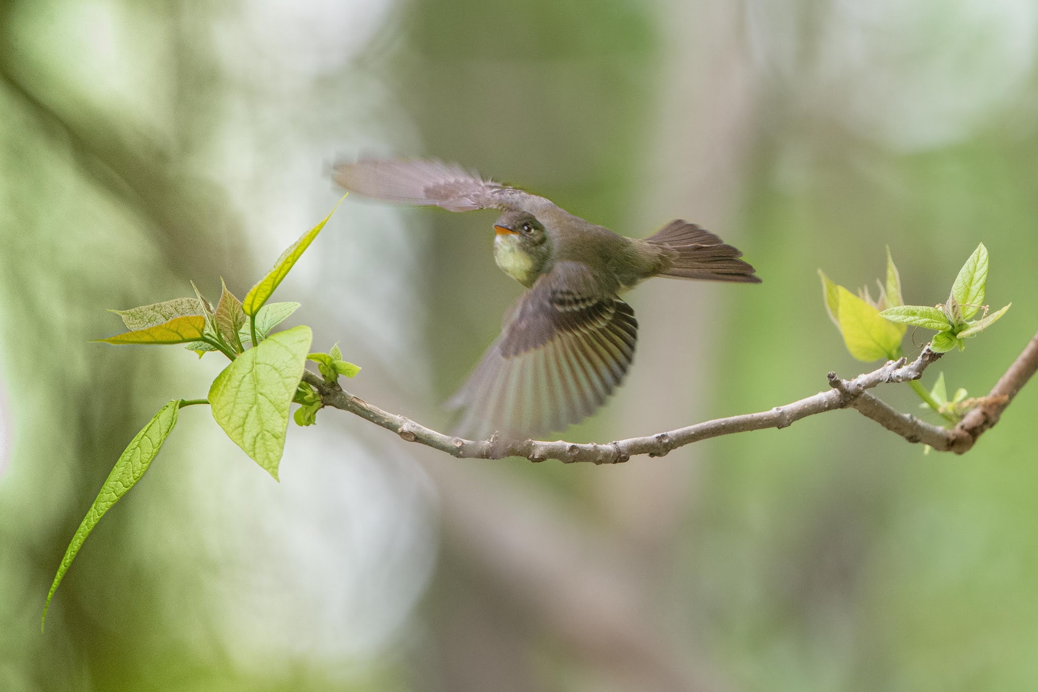 Eastern College Pond Today