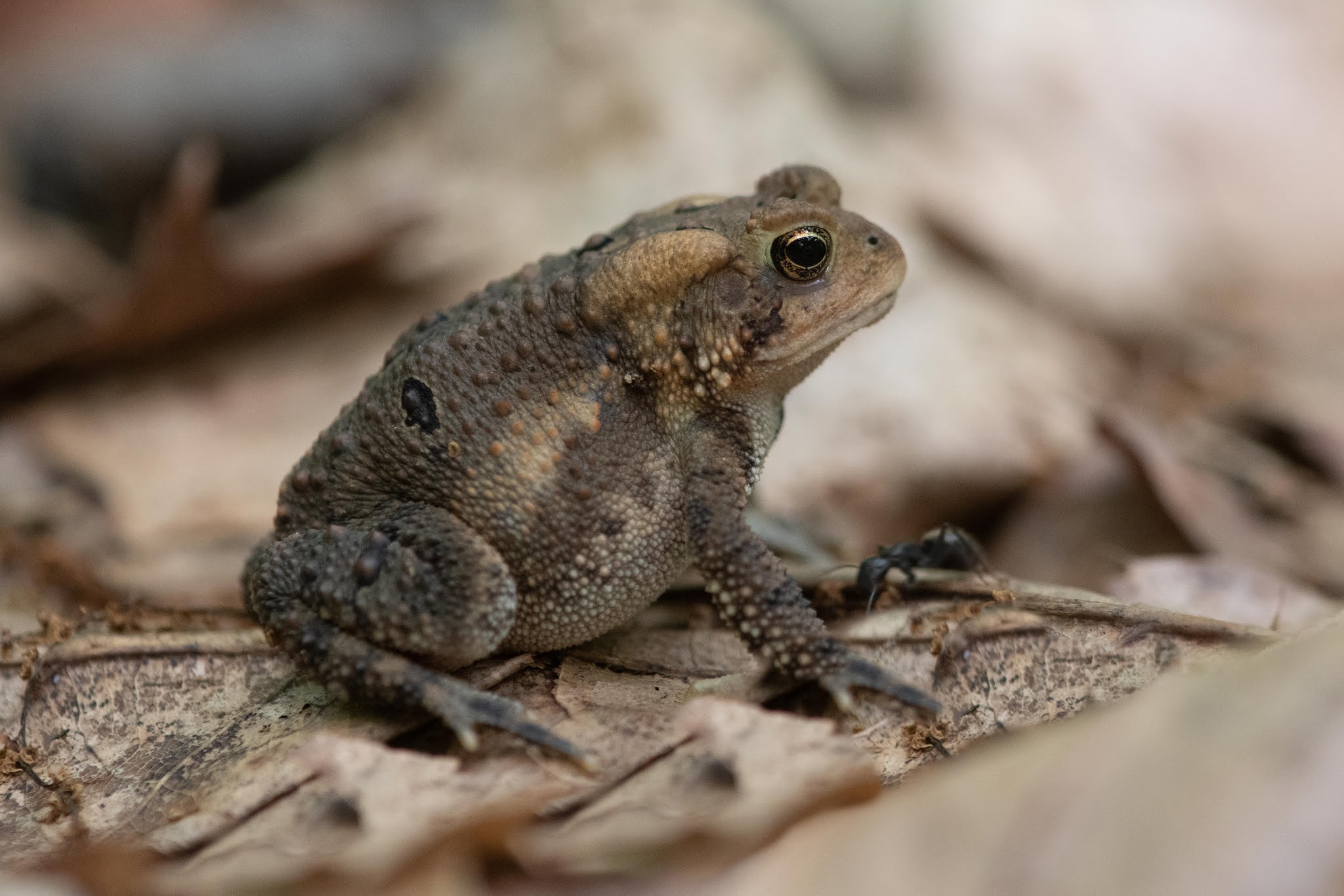 The Toad and the Ant