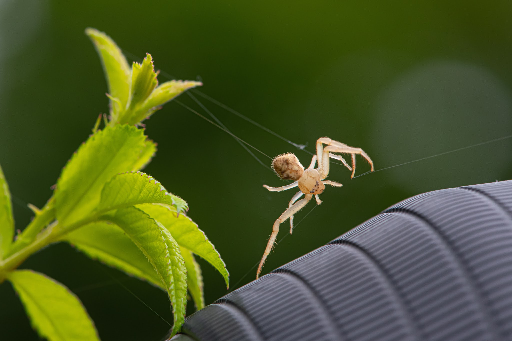 Crab Spider About to Land on My Camera Lens!!!!