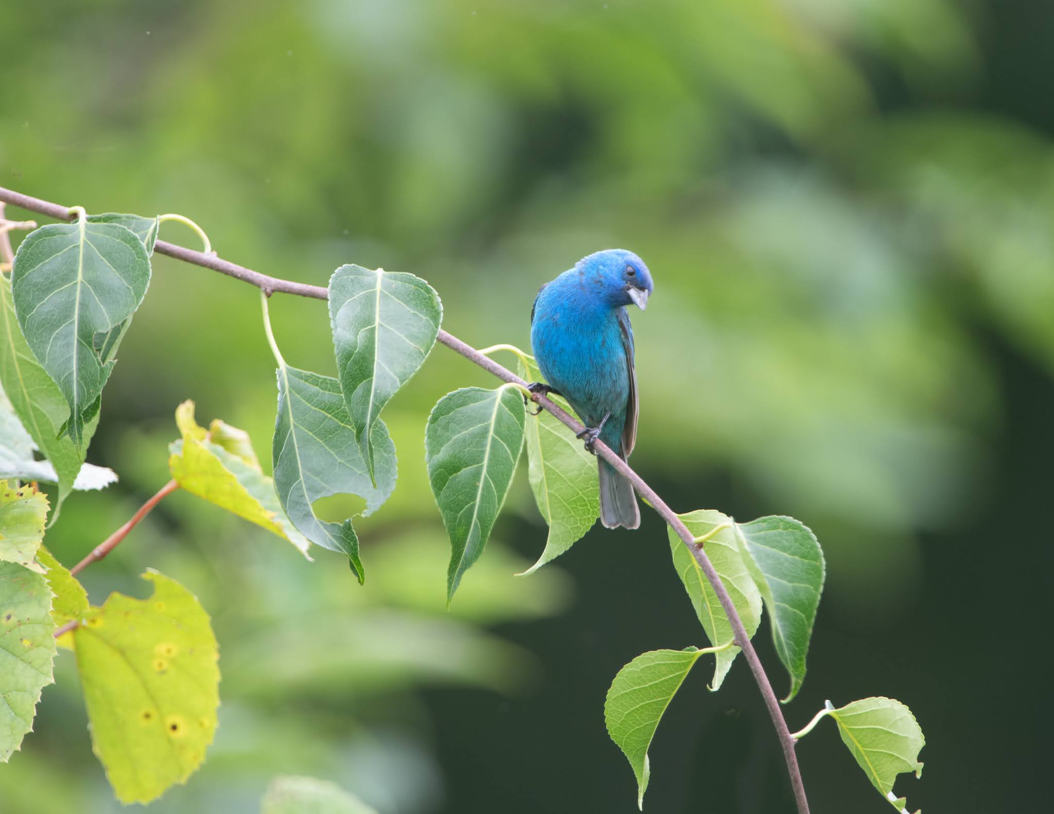 The Curious Indigo and the Teenage Praying Mantis