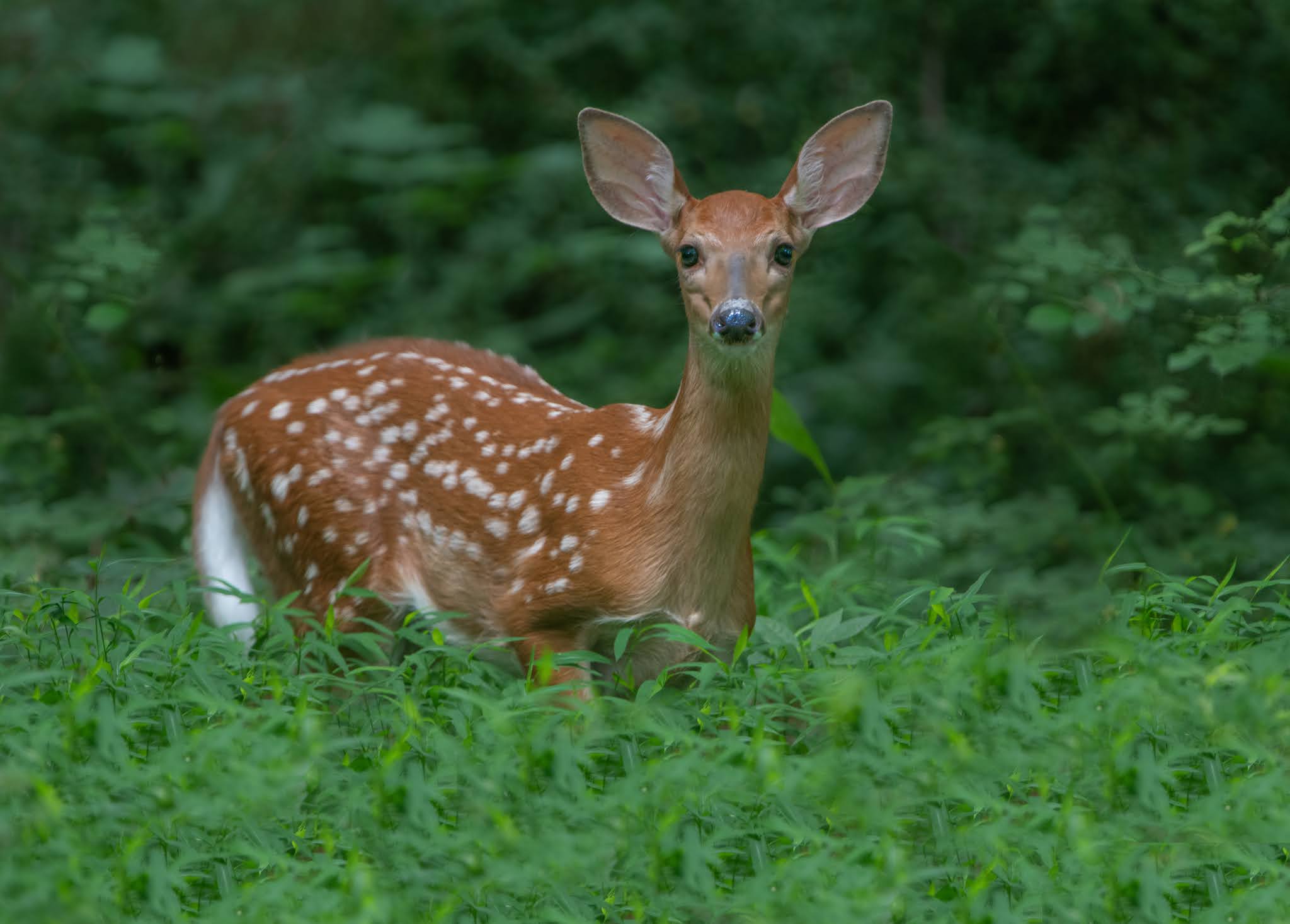 Look Who Came Out to Play Today in Valley Forge!!!