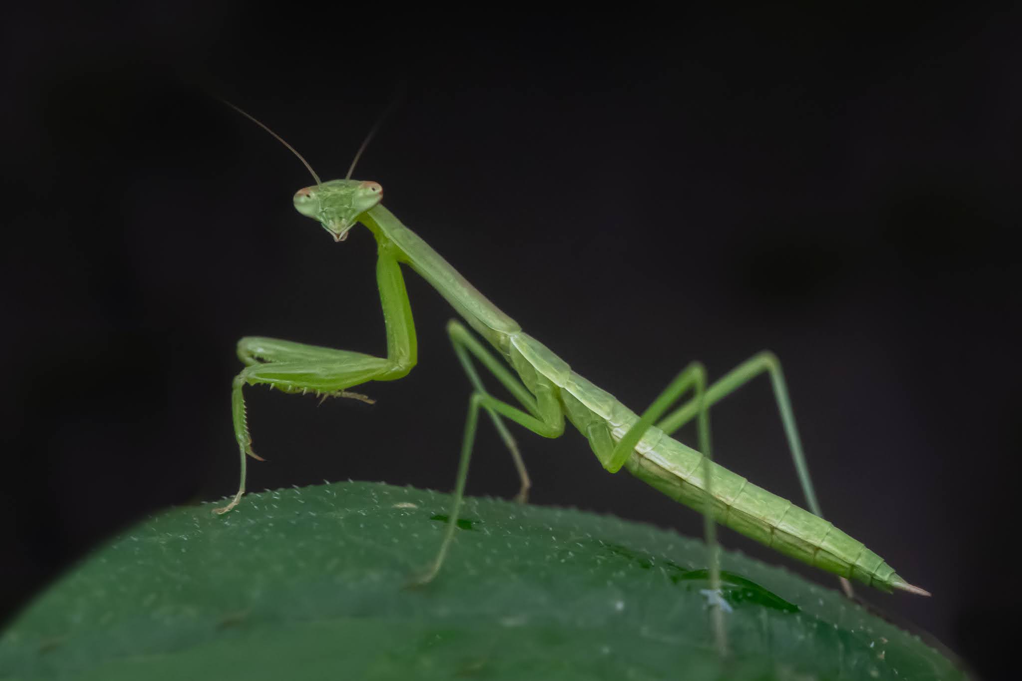 Our Baby Praying Mantis