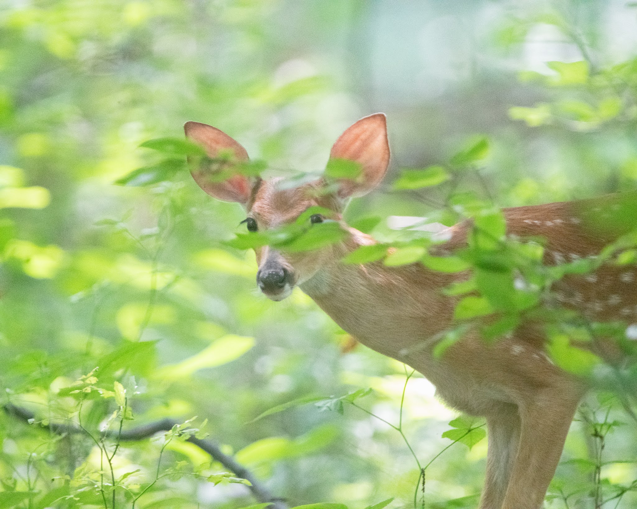 Little Fawn in Charlestown Meadows Today