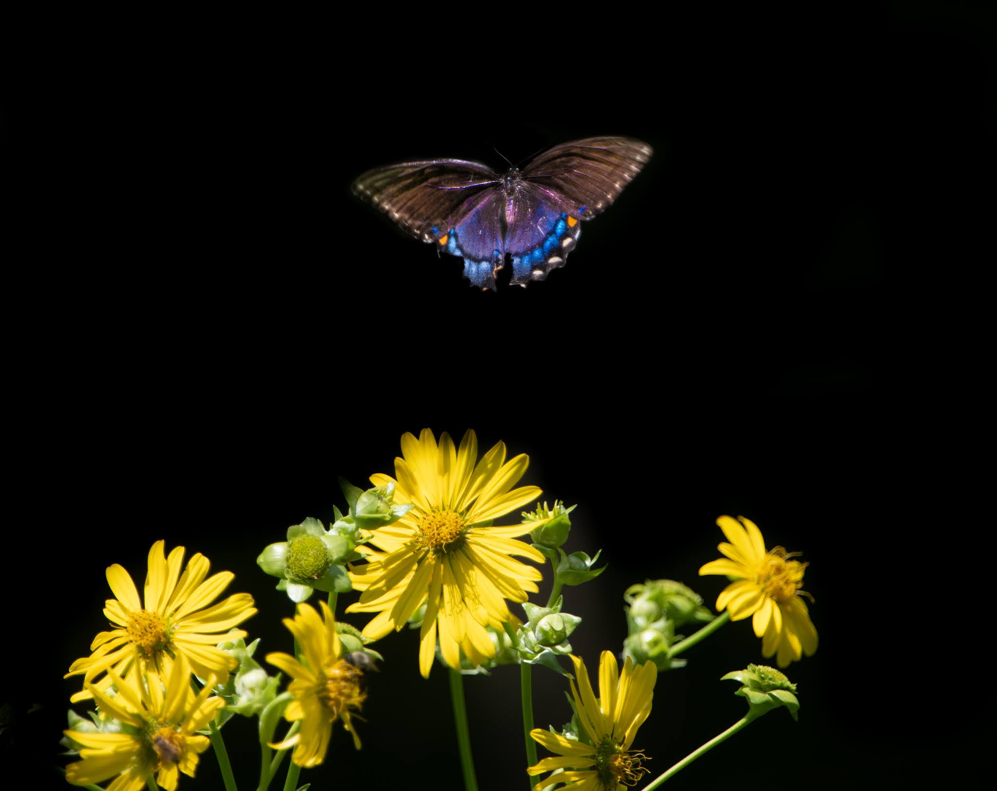 The Tattered Swallowtail