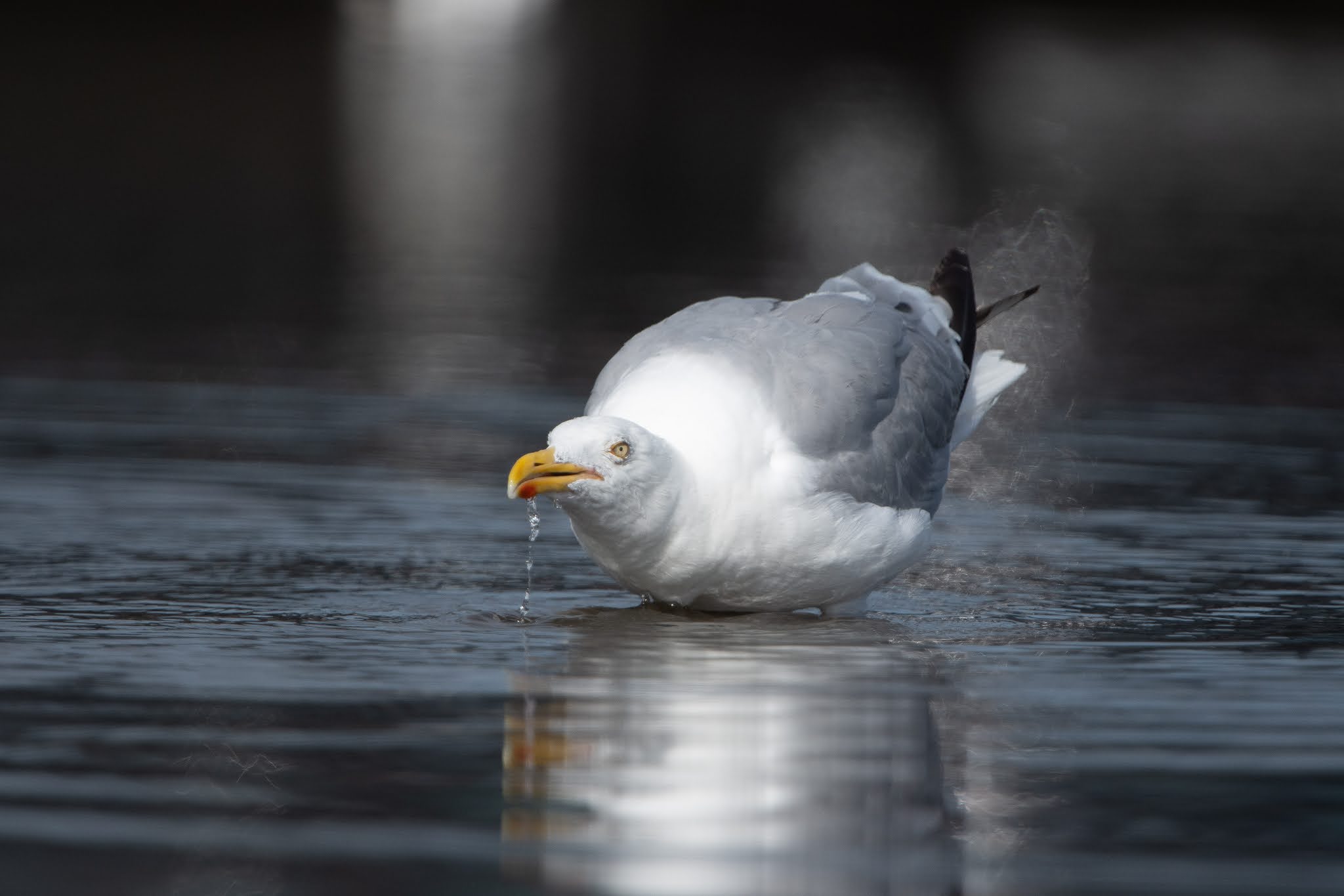 We are Here in Gloucester, Massachusetts