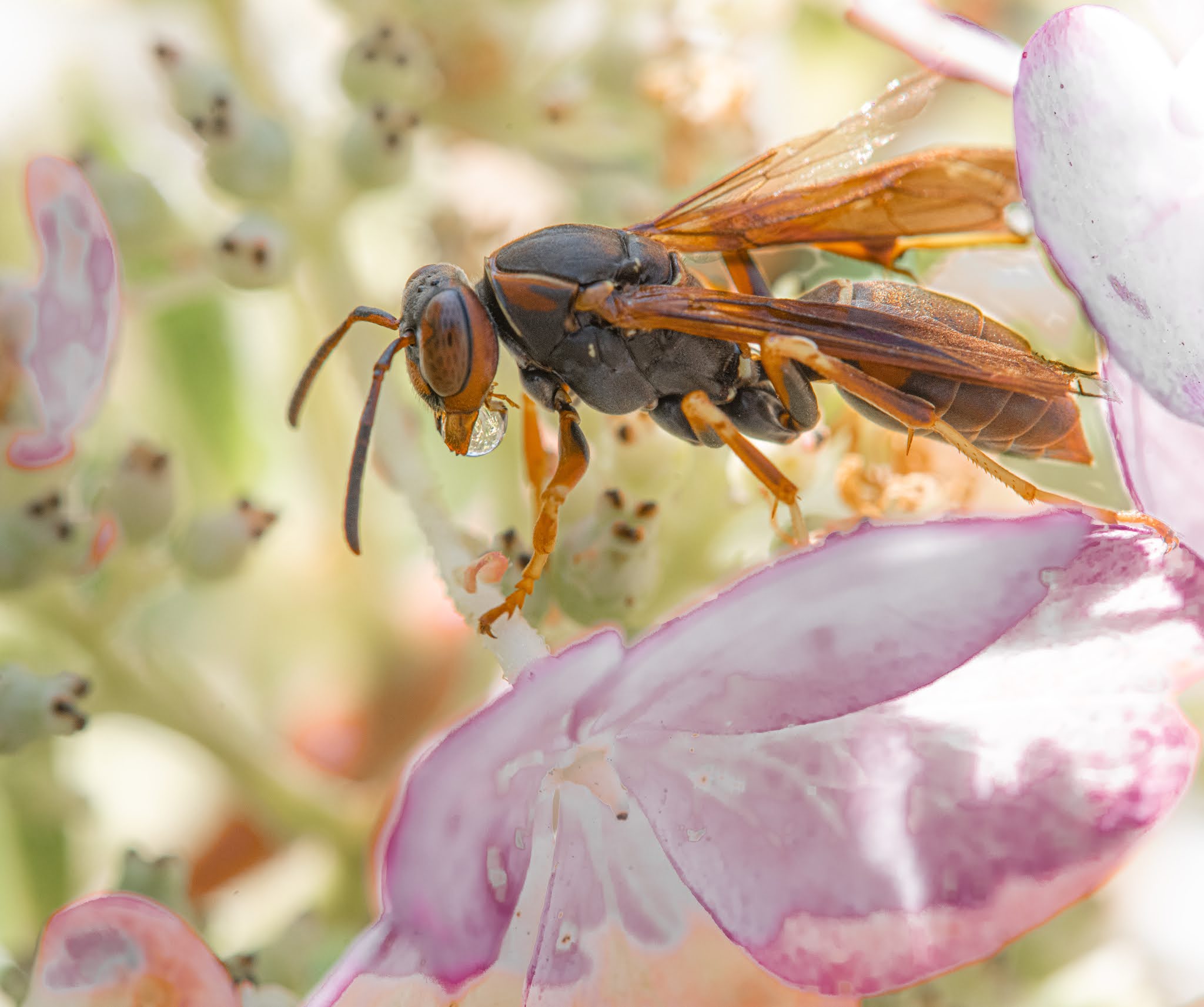 Red Tailed Hawk Overhead